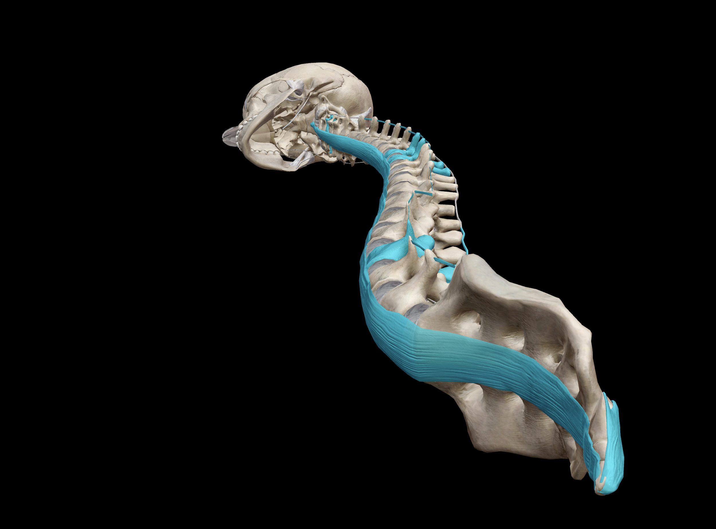 Walking 2 - Feet, hands, spine & mood