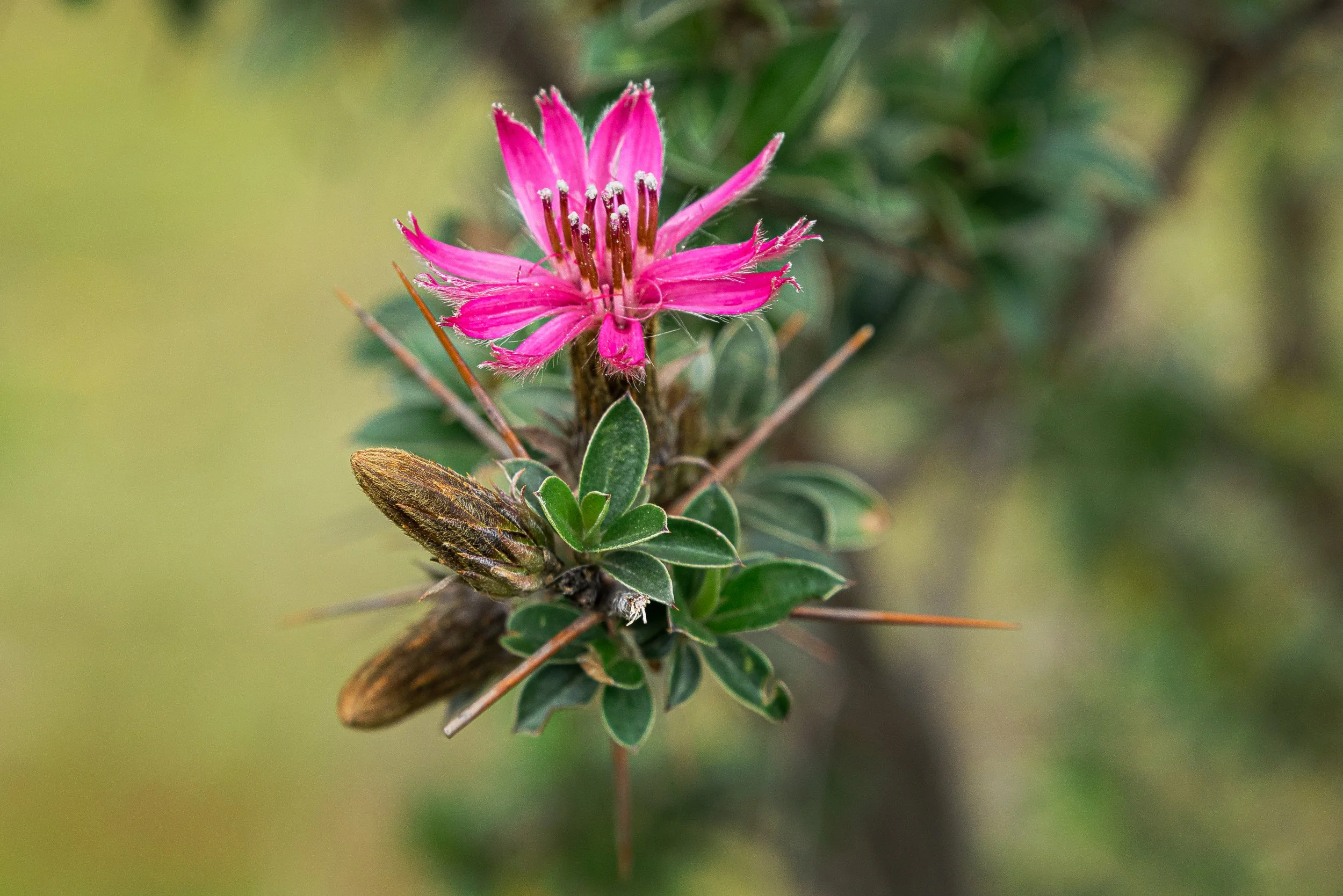 Blossom.jpg