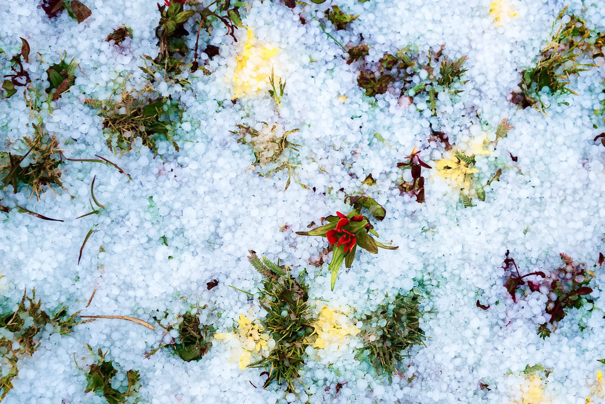 In-the-Hail.jpg