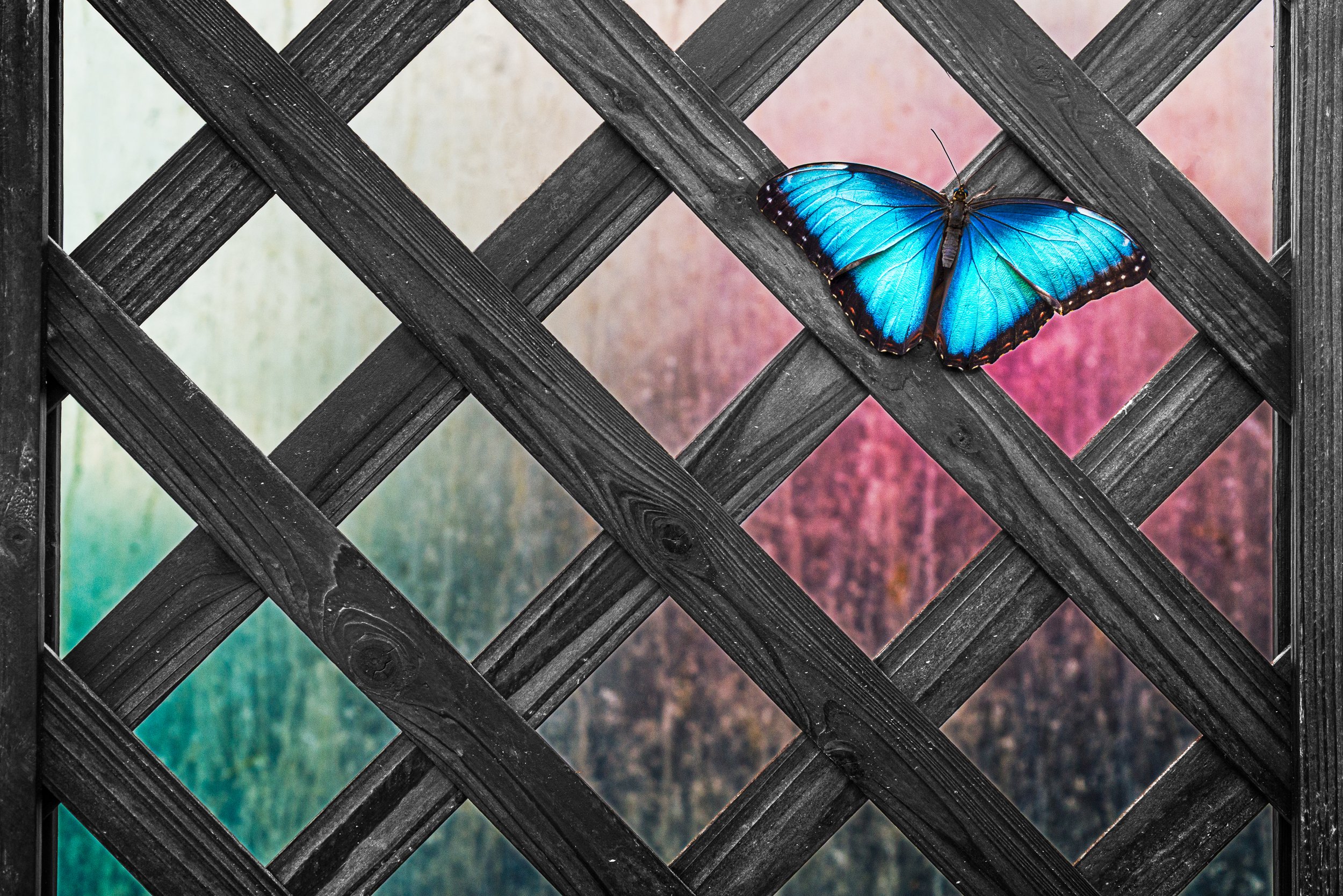 RGButterfly.jpg