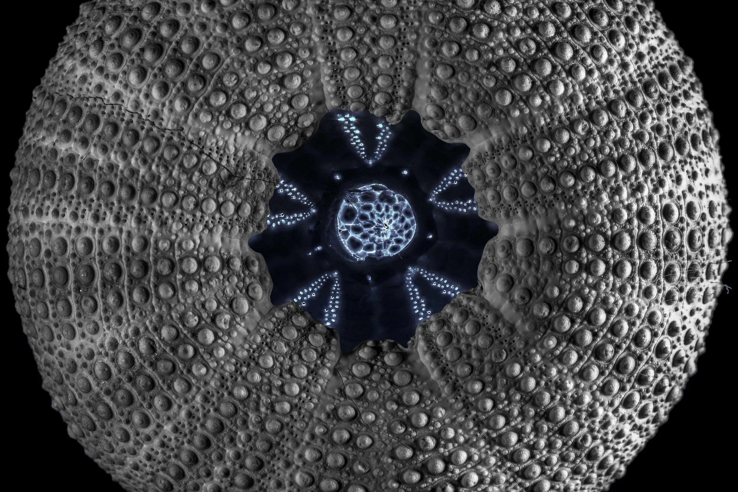 SeaShell.jpg