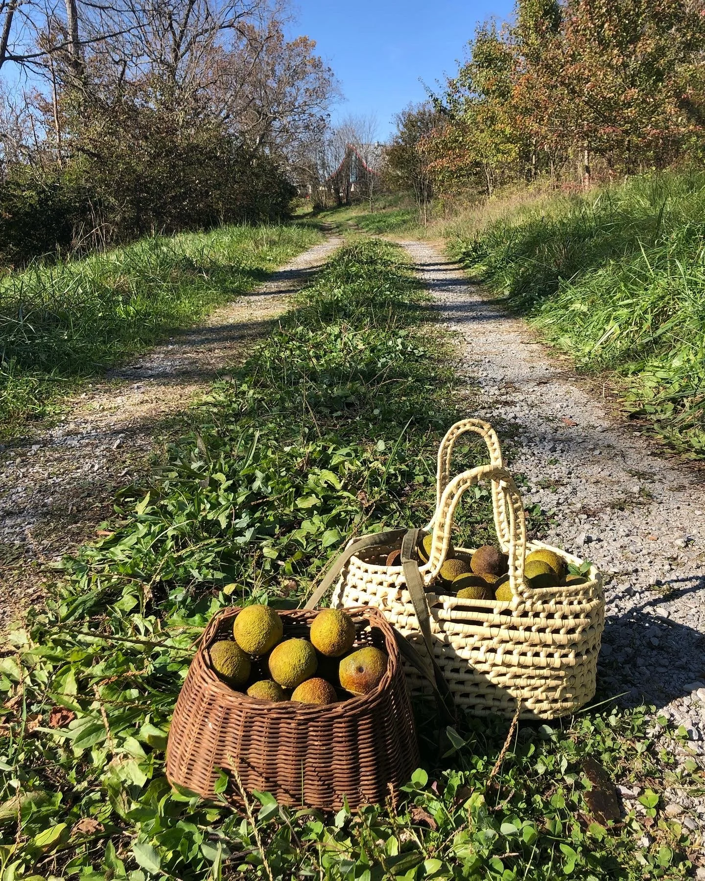  Foraging for black walnuts on Hermitage Farm, Kentucky. 