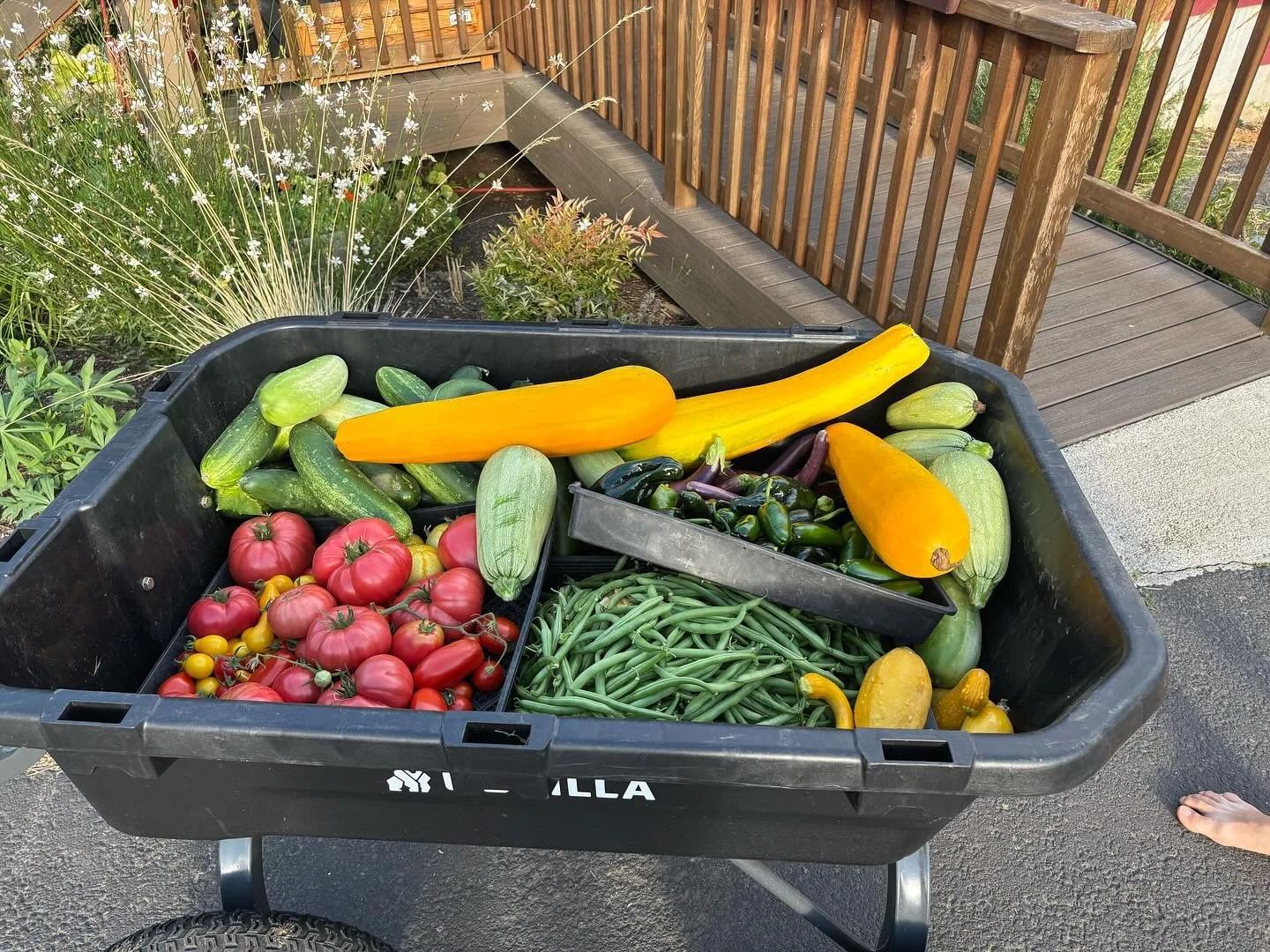 Going shopping for dinner from our garden haul. 💚