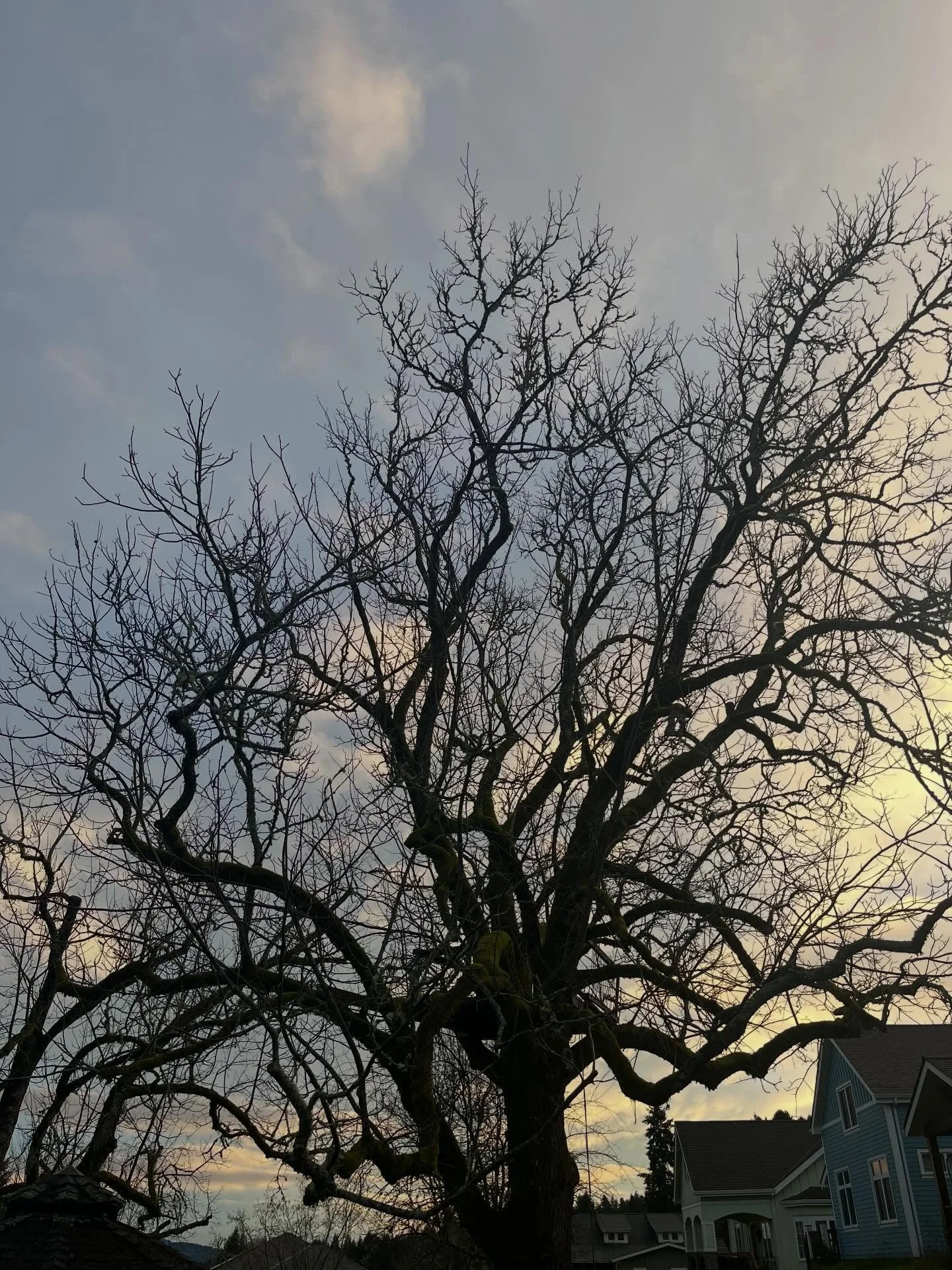 Bare Branches 🪾This winter, @greengrovecohousing has hosted monthly conversations around death, grief and end of life wishes for our members - topics often avoided, but important.

We&rsquo;ve been using @copractice &ldquo;Hello&rdquo; books that gi