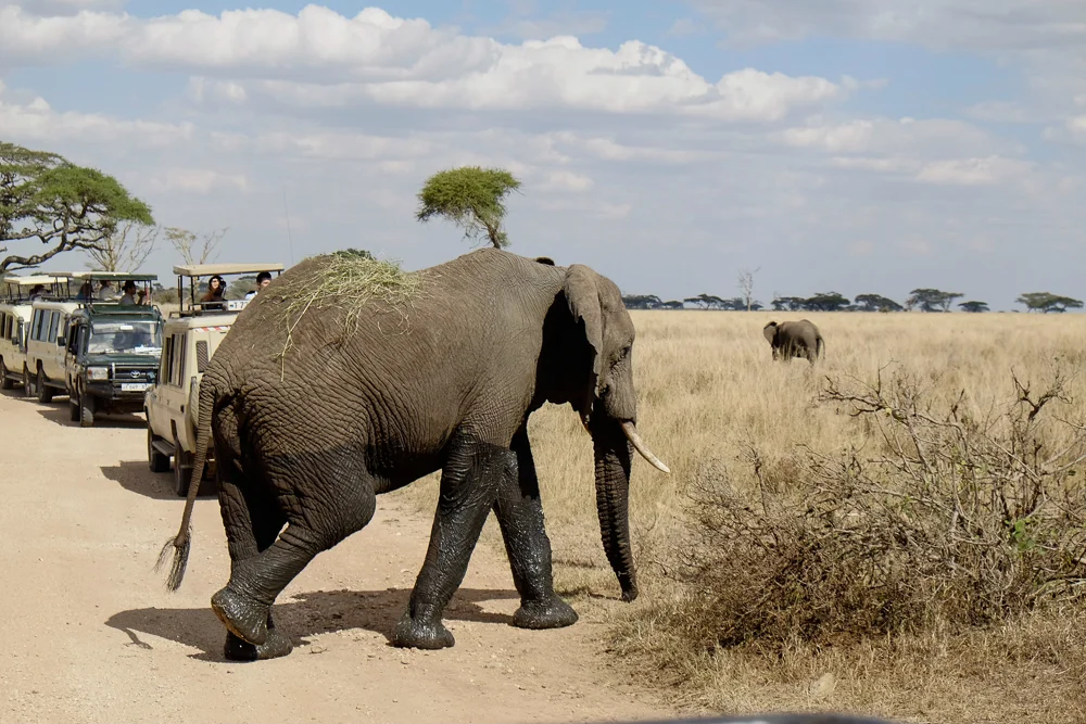 Papa elephant in his best black socks and grass sweater. Also notable: many, many tourists. 