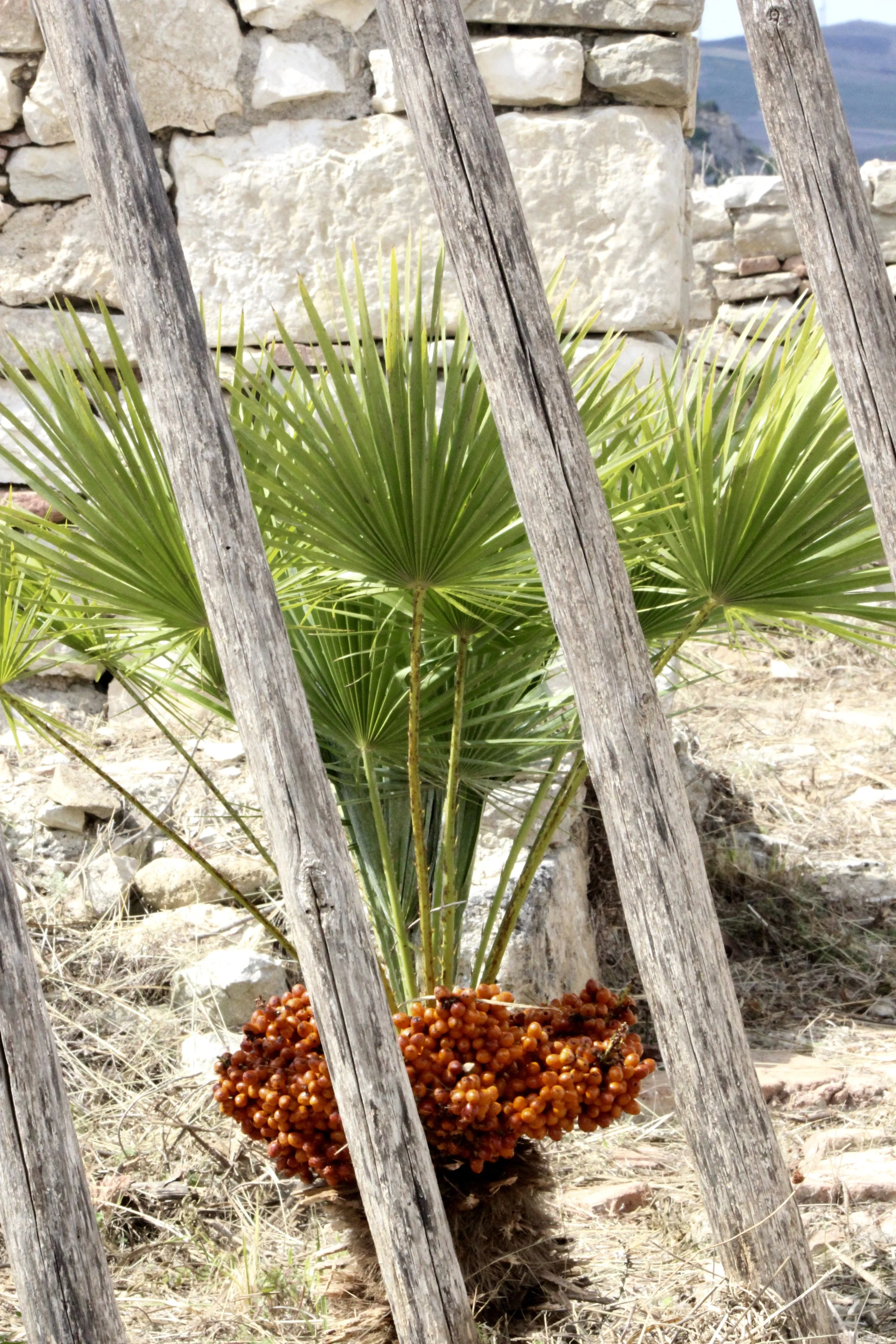Not many plants in this area, just an occasional little palm like this beaut here.