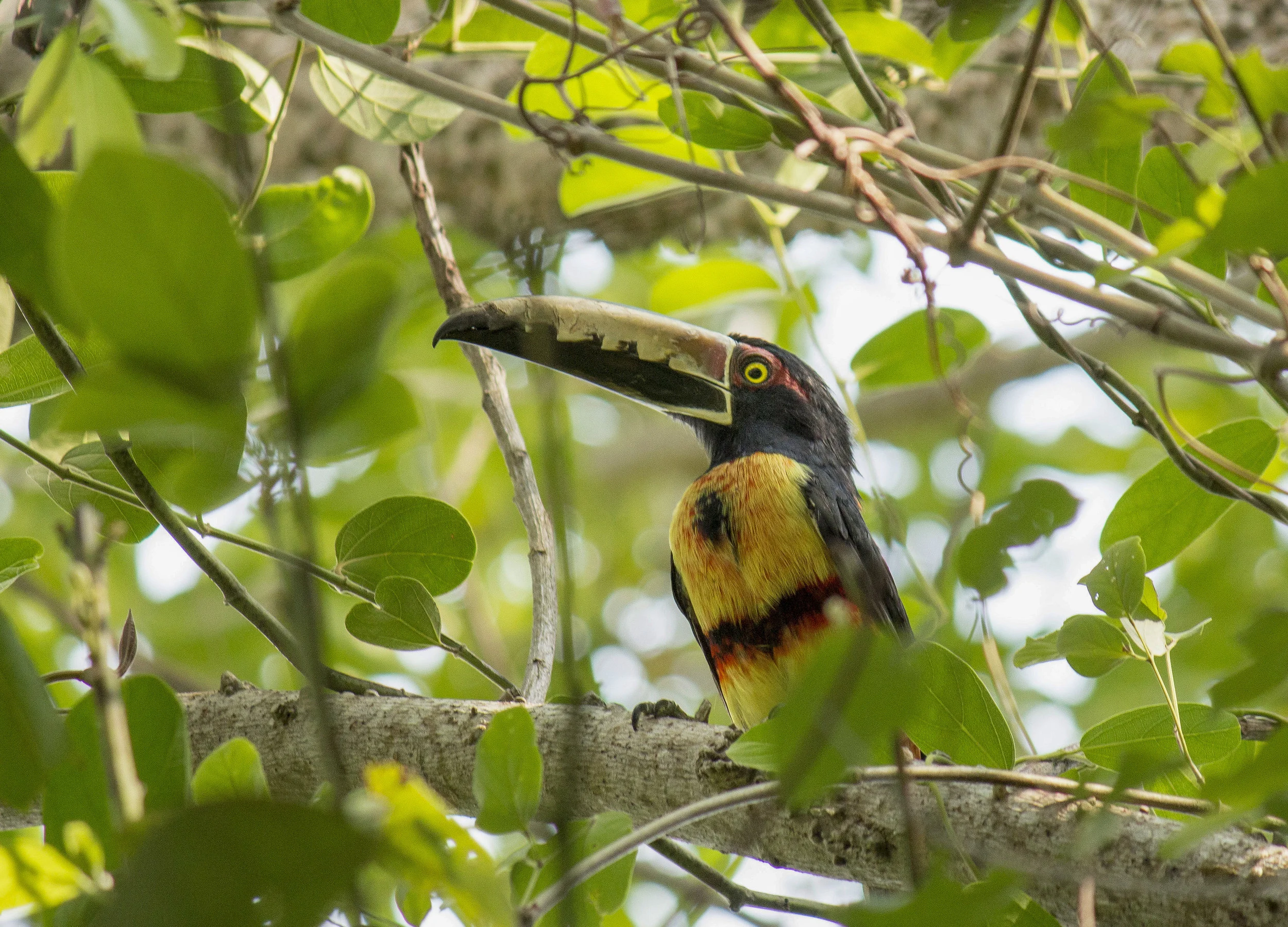 Collared-Aracari-Toucan-Bird-Minca-Sierra-Nevada-de-Santa-Marta-Colombia-Birding-Colombian-Project.jpg