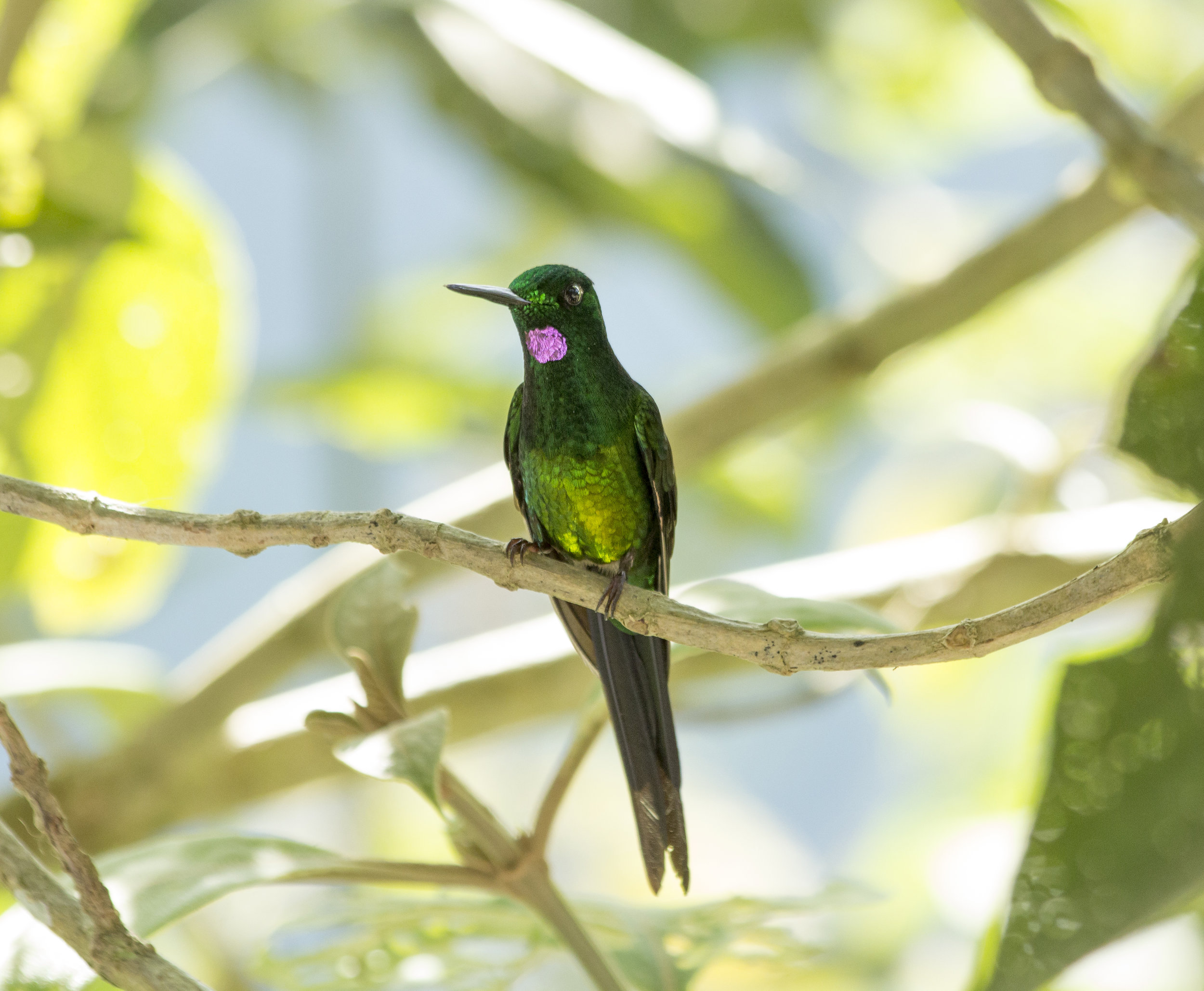 Empress-Brilliant-Hummingbird-Anchicaya-Western-Andes-Colombia-Bird-The-Colombian-Project-3.jpg