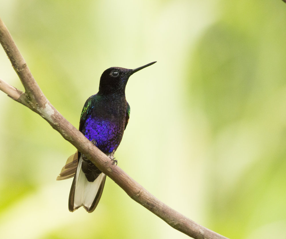 Velvet-purple-Coronet-Hummingbird-Tatama-Montezuma-Western-Andes-Choco-Bird-Colombian-Project-2.jpg
