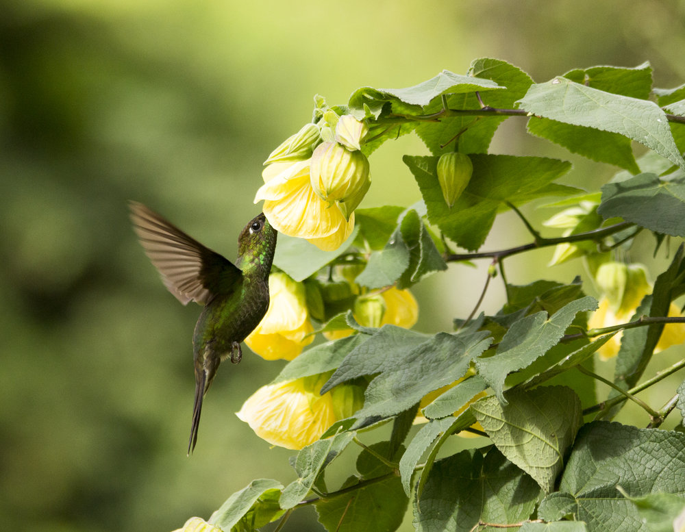 Violet-fronted-Brilliant-Upper-Magdalena-Pitalito-Road-Colombia-Bird-Colombian-Project.jpg