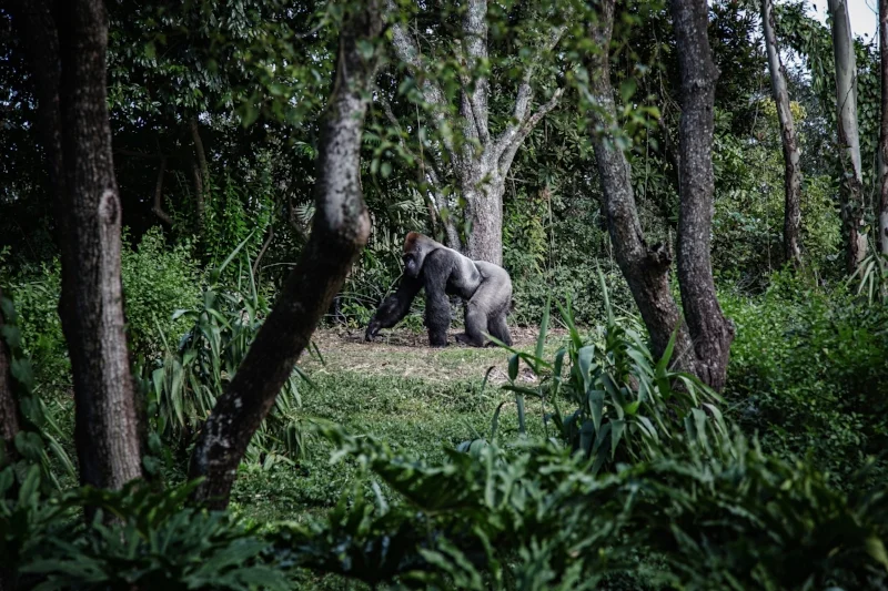 gorilla_trekking_foreign_domestic3.jpg