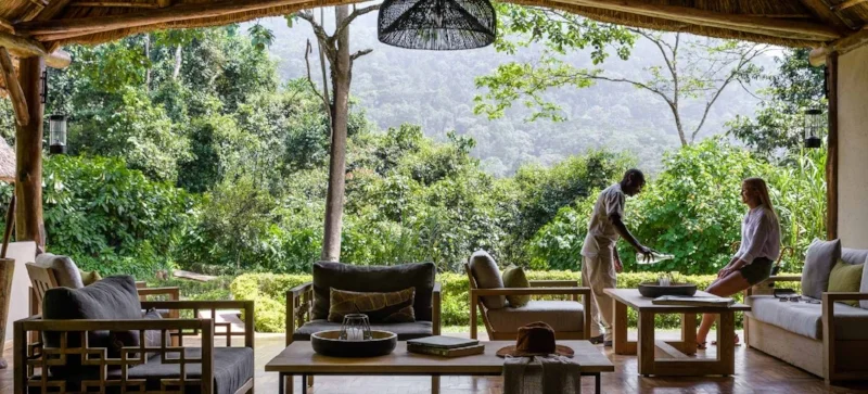 gorilla_forest_hotel_foreign_domestic.jpg