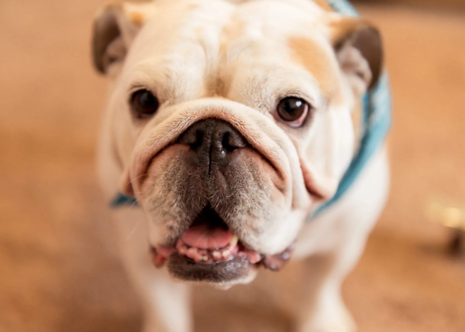Bainbridge Island Dog Portrait Bulldog.jpg