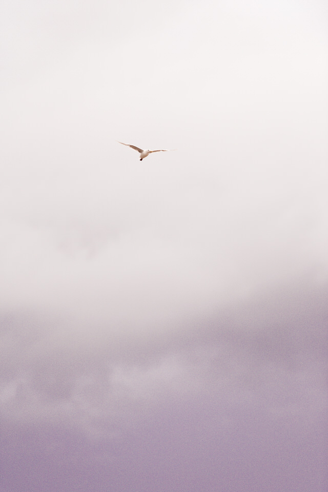 Bird at sunset on Cannon Beach, OR