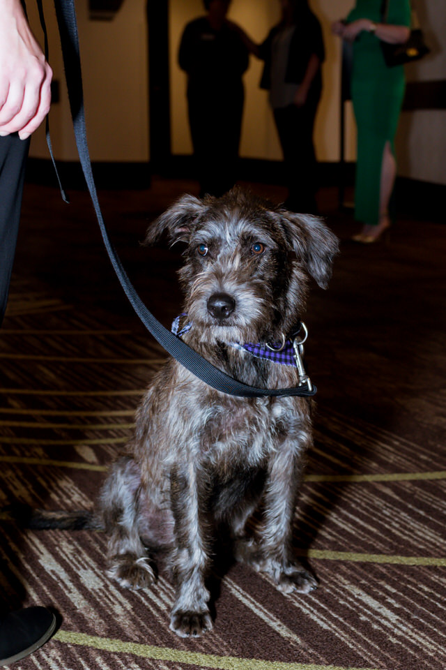 Kitsap Humane Society Animal Krackers 2018 Gala Christina Servin Photographs-40.jpg
