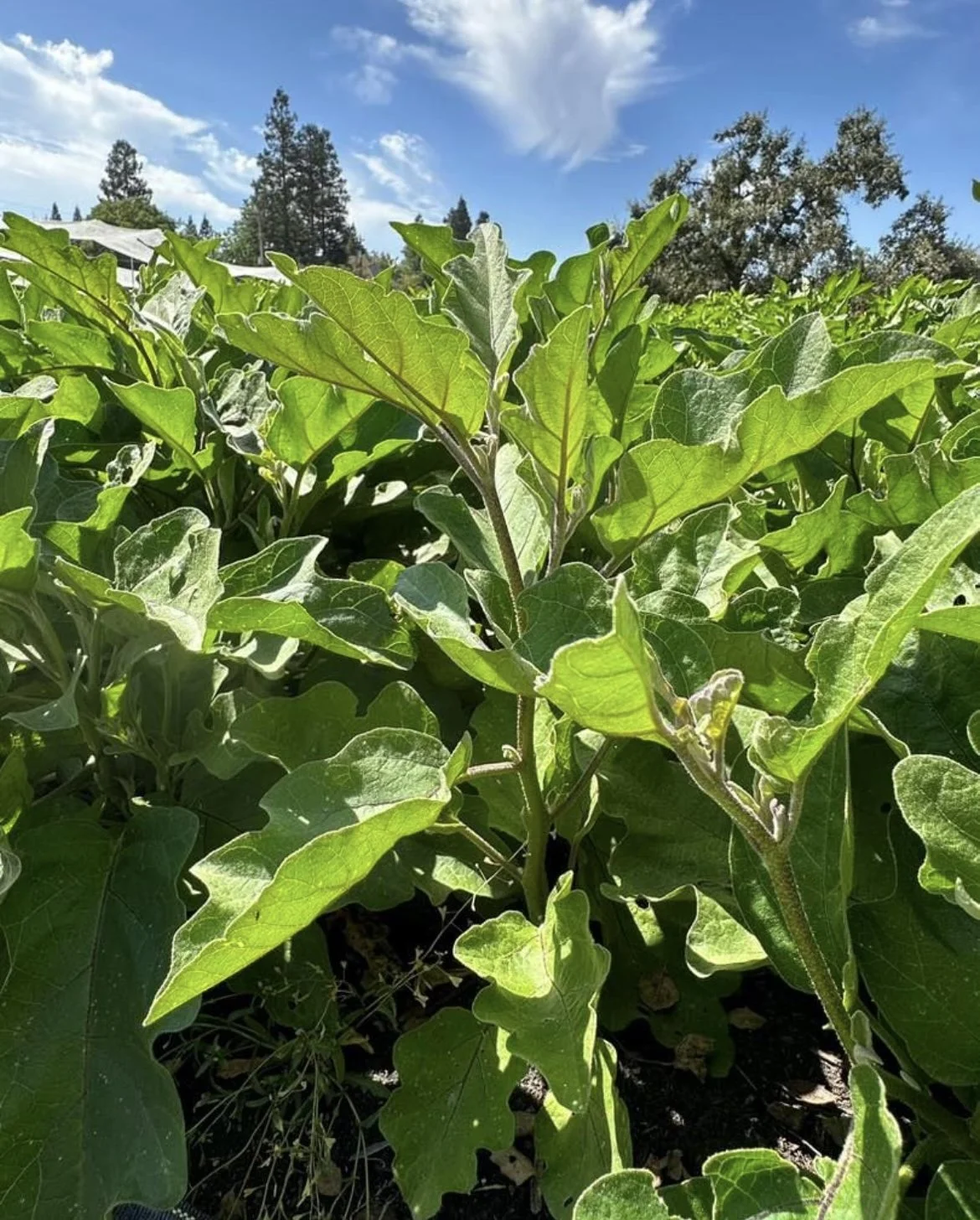 Farm to Fork with Chef Chauncey Gardner from Unir Dining