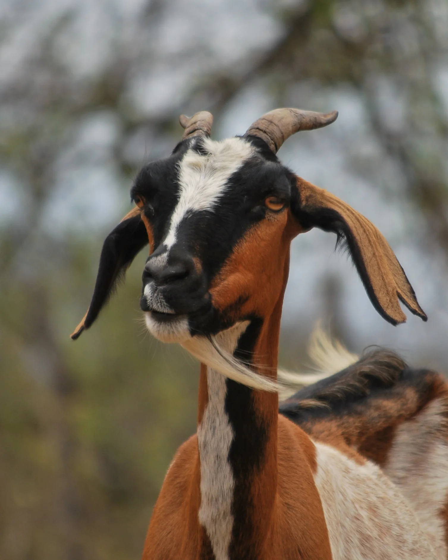 Goat