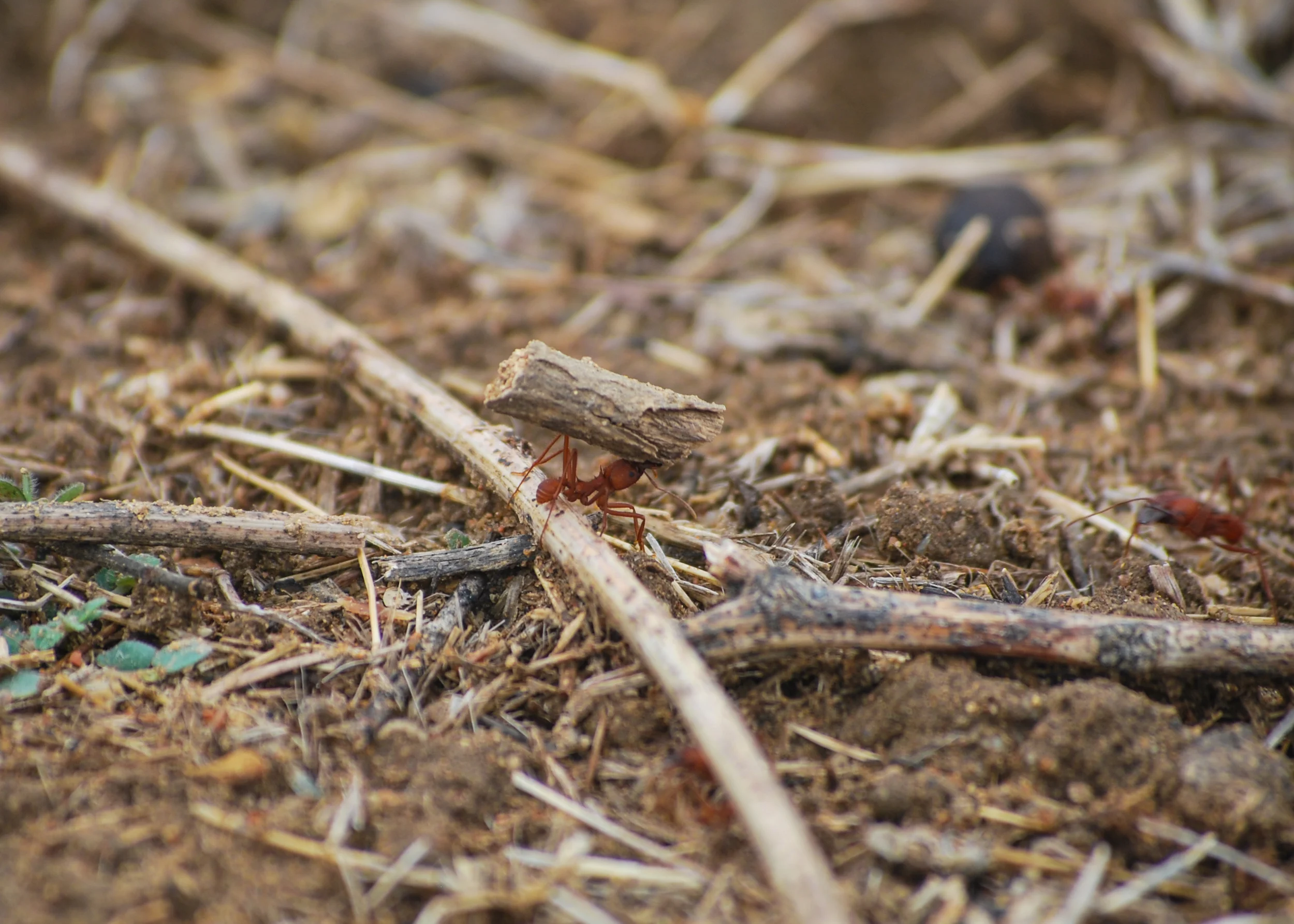 Ants