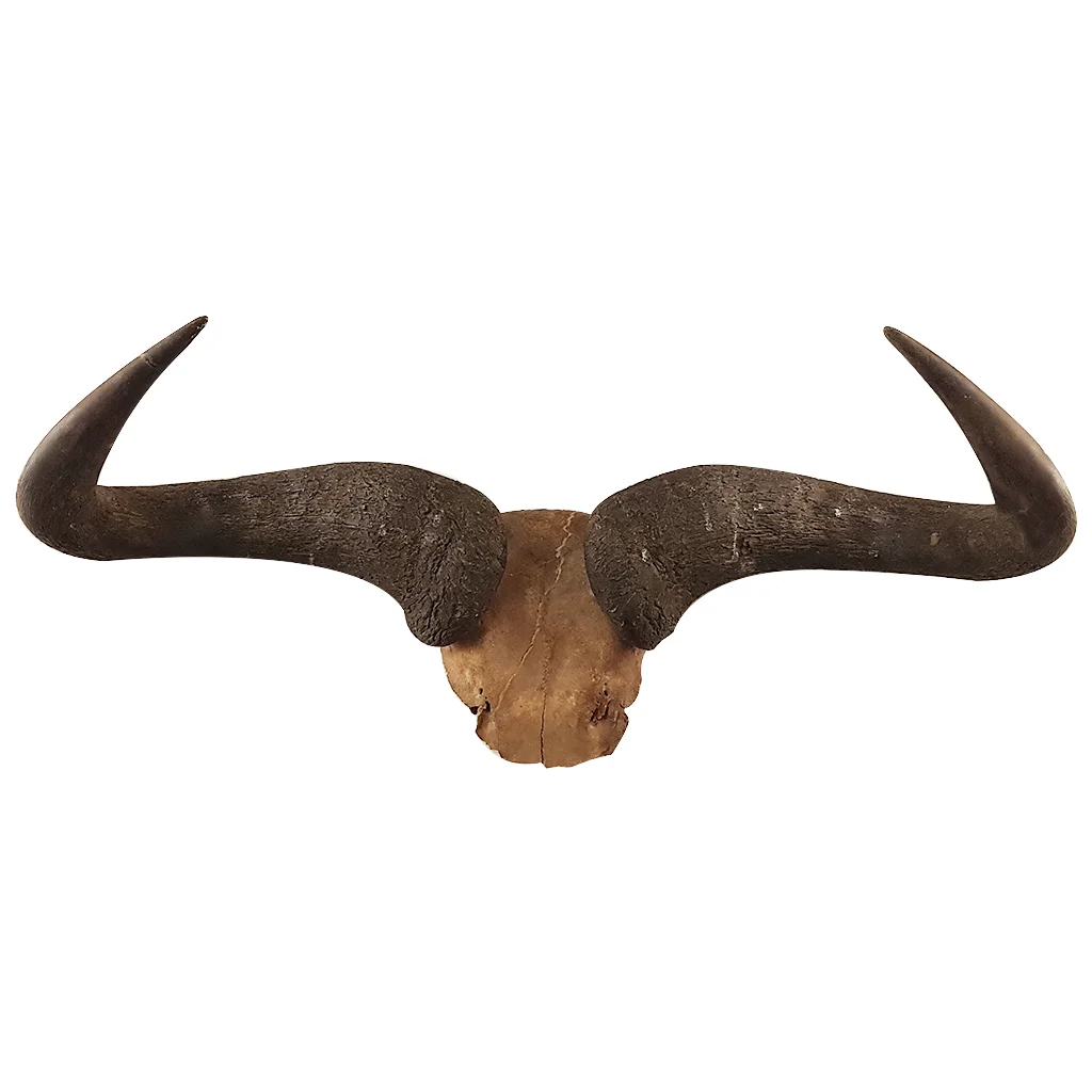Pair Of Horns 1429 Holyrood Architectural Salvage Holyrood Architectural Salvage