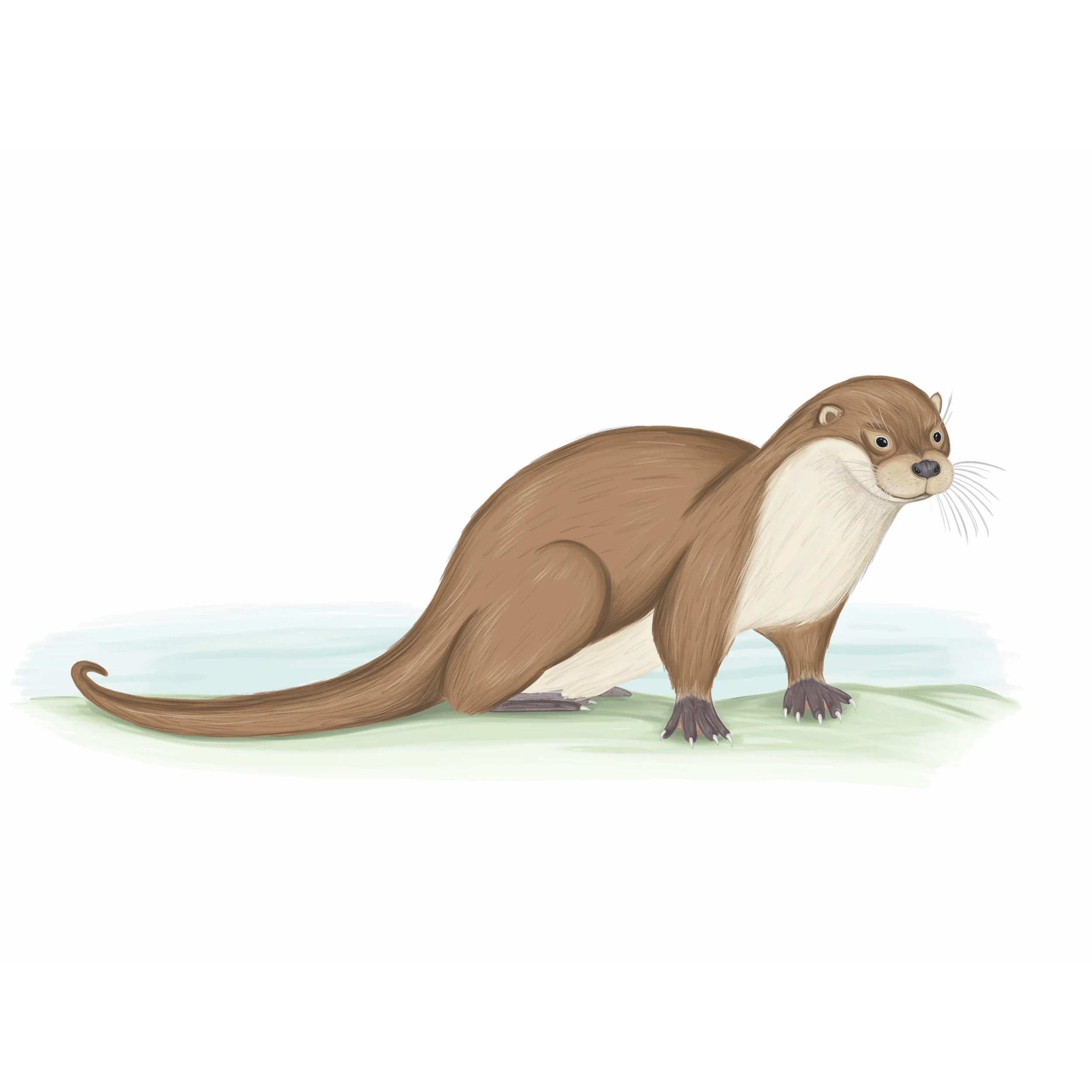 Otter