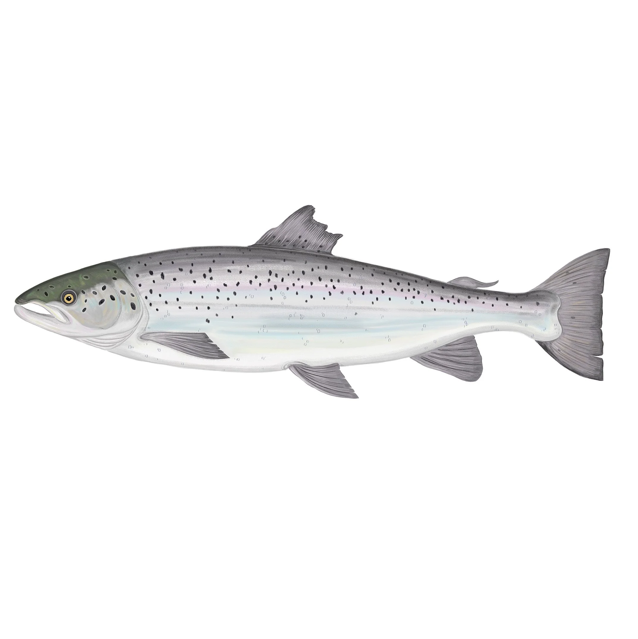 Atlantic Salmon
