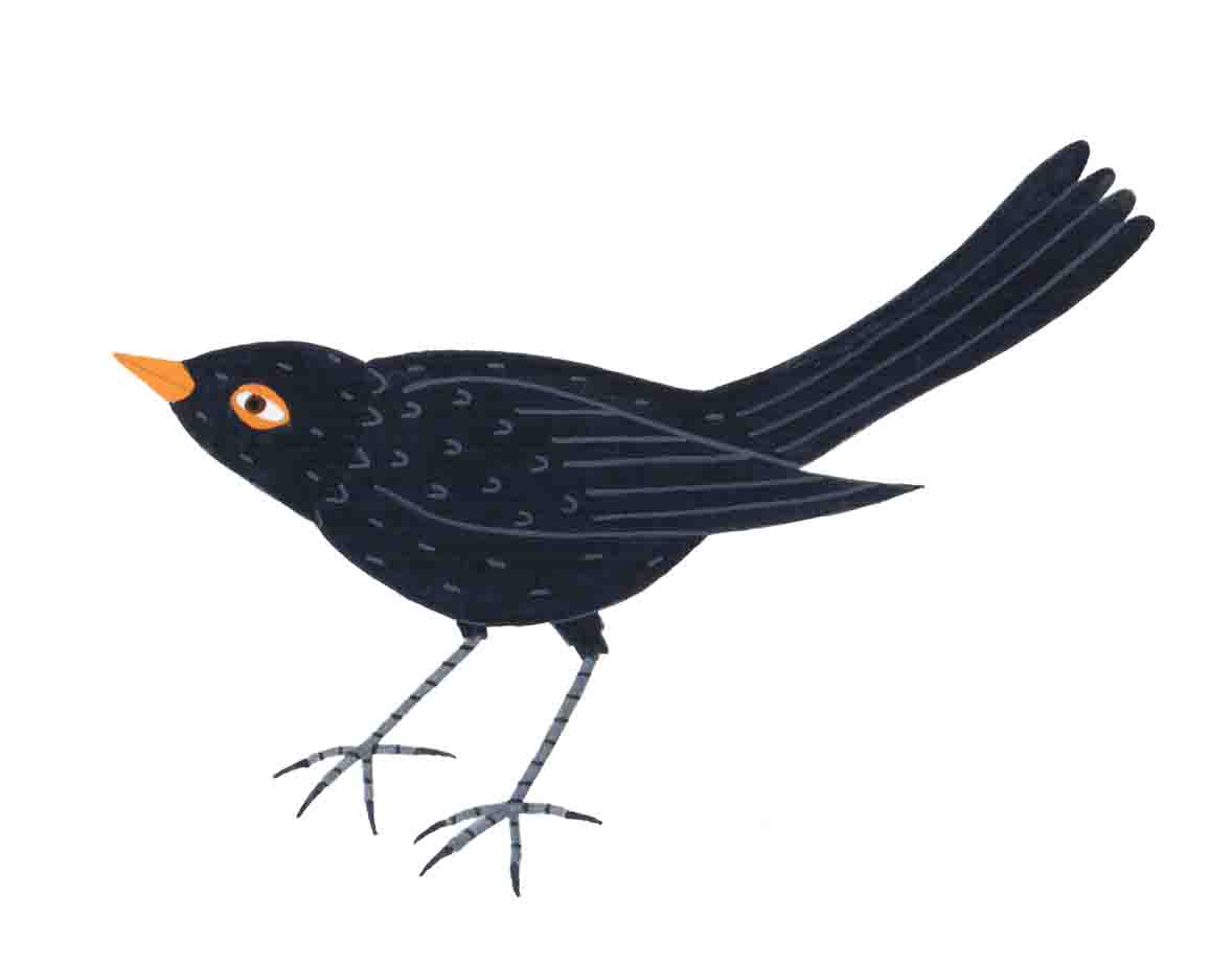 sitting bird.jpg