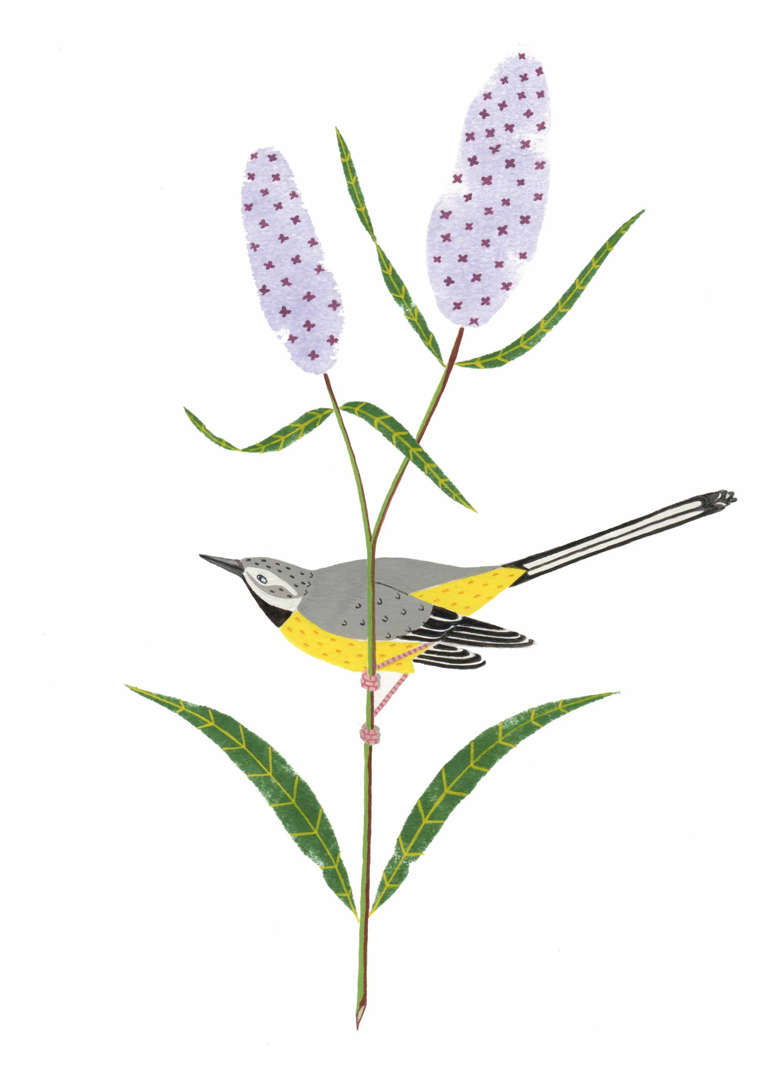 Grey Wagtail
