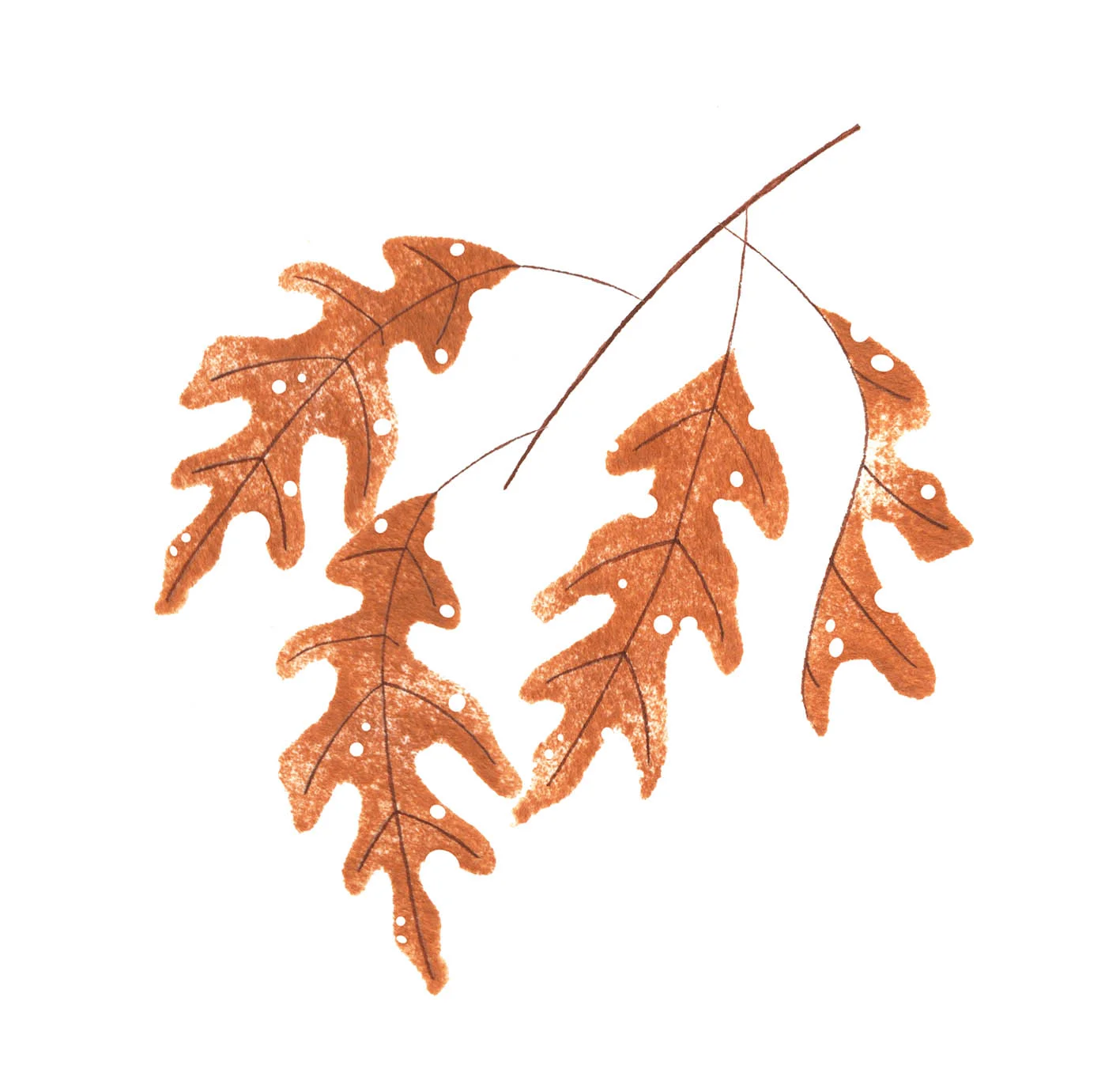 Autumn oak leaves