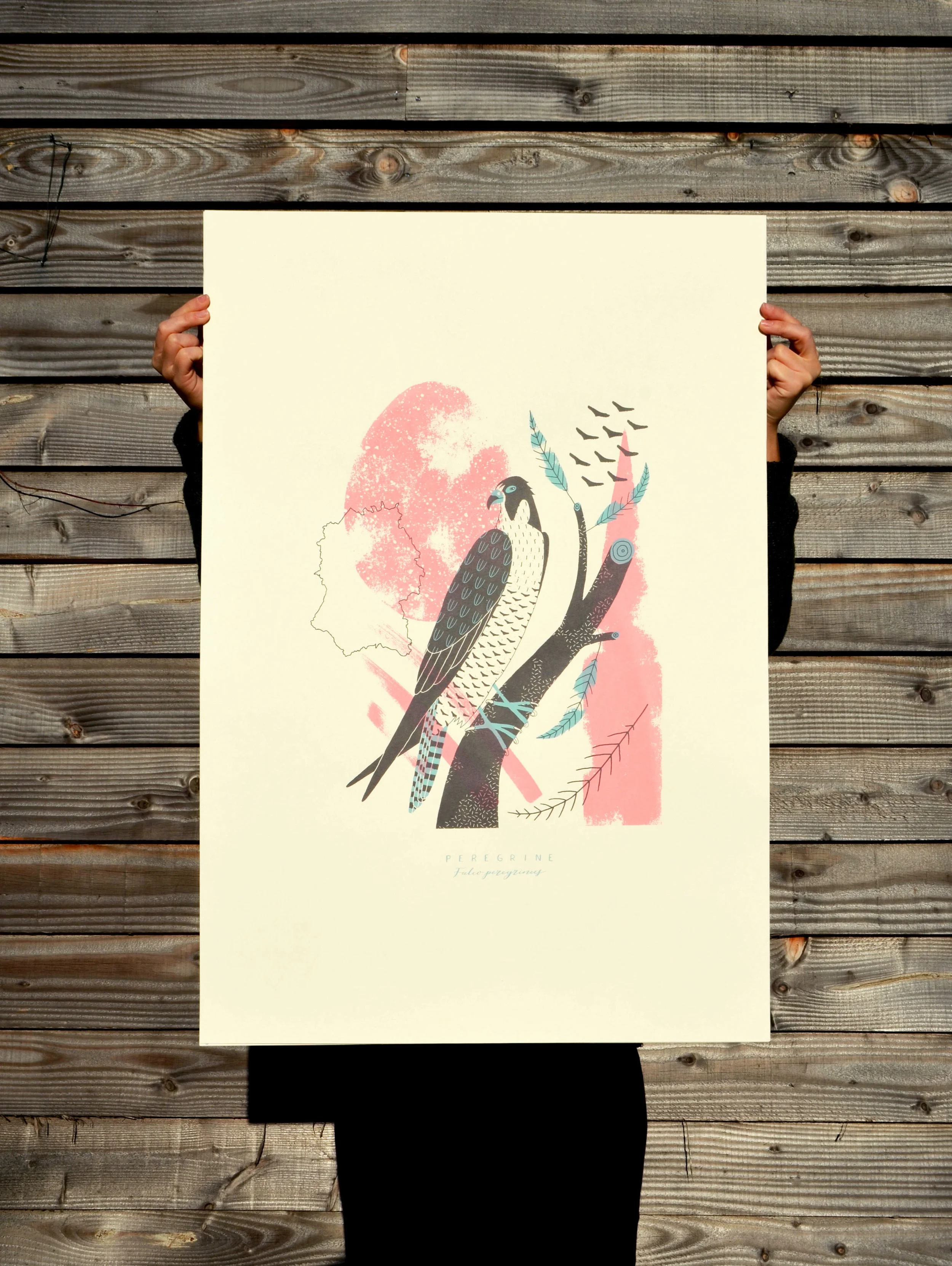 Peregrine screenprint