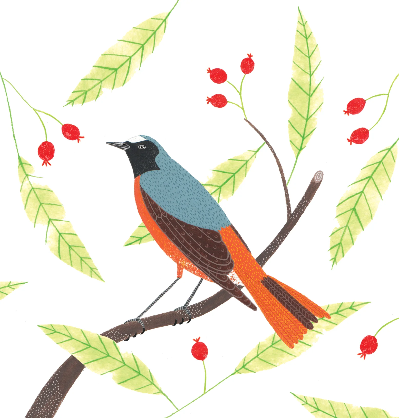 Redstart bird