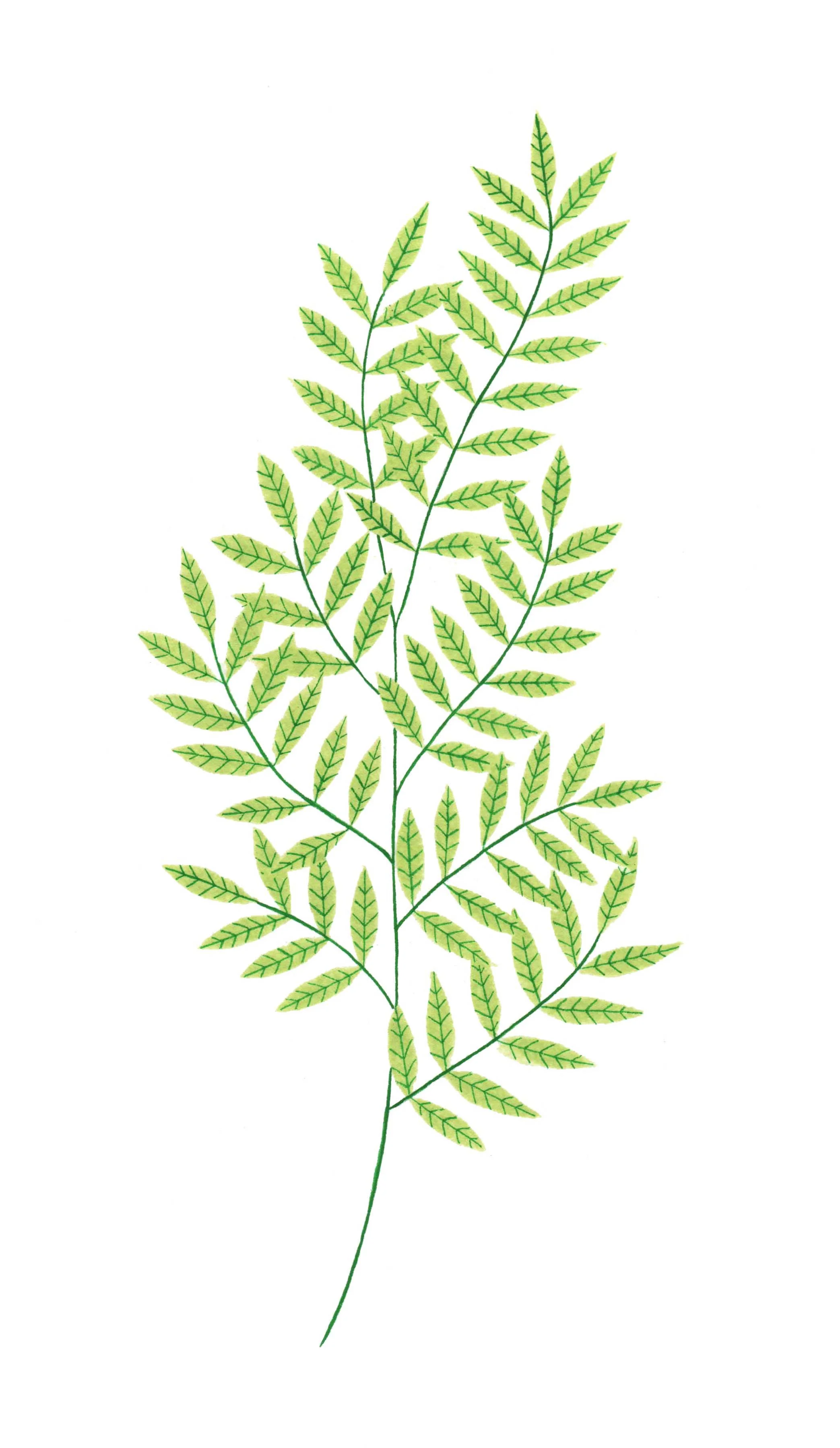 branch1.jpg