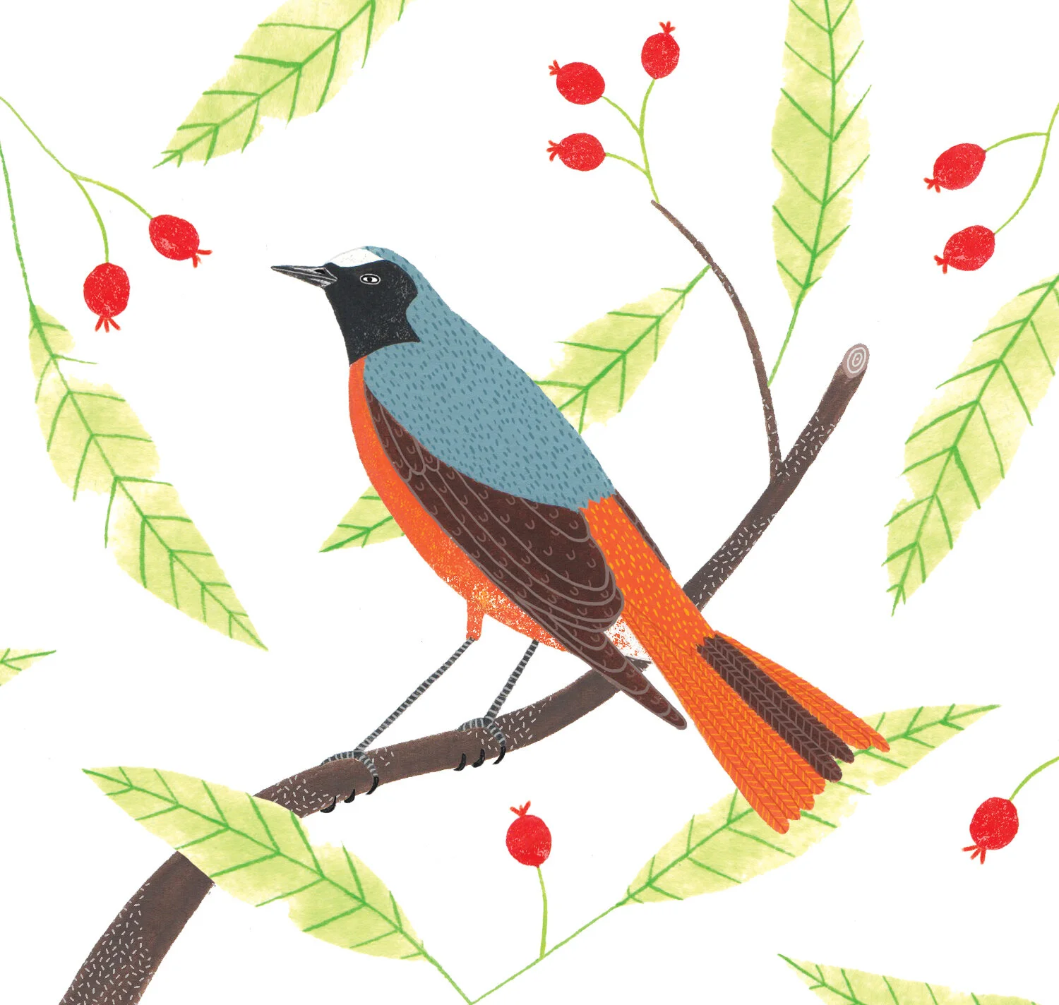 Redstart+bird.jpg