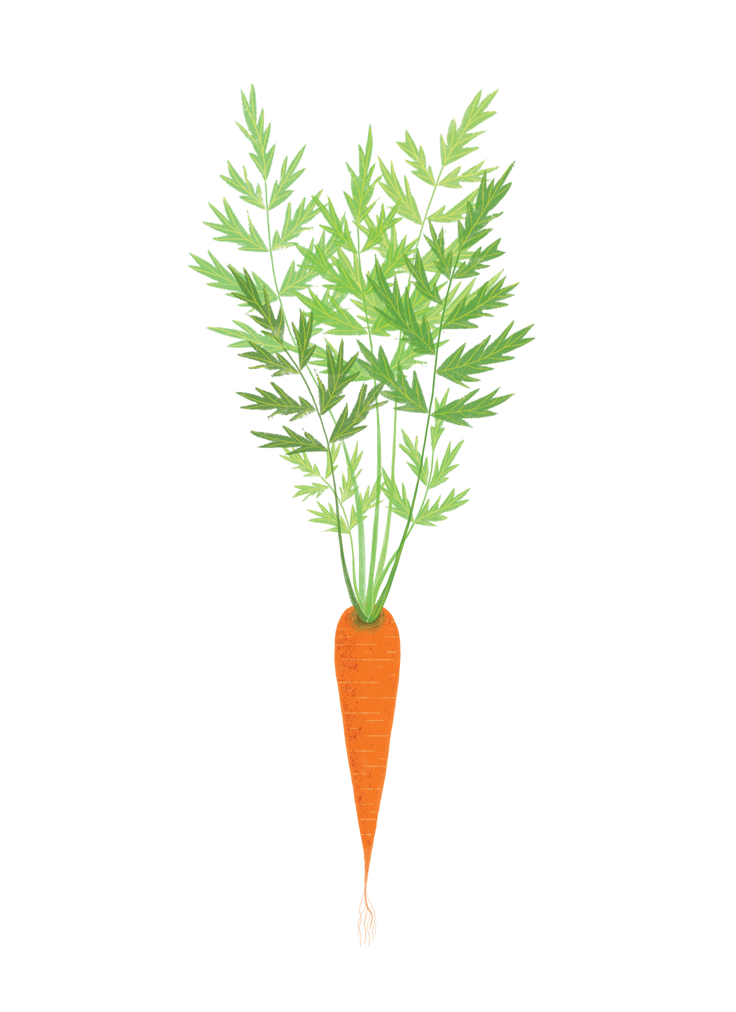Carrot