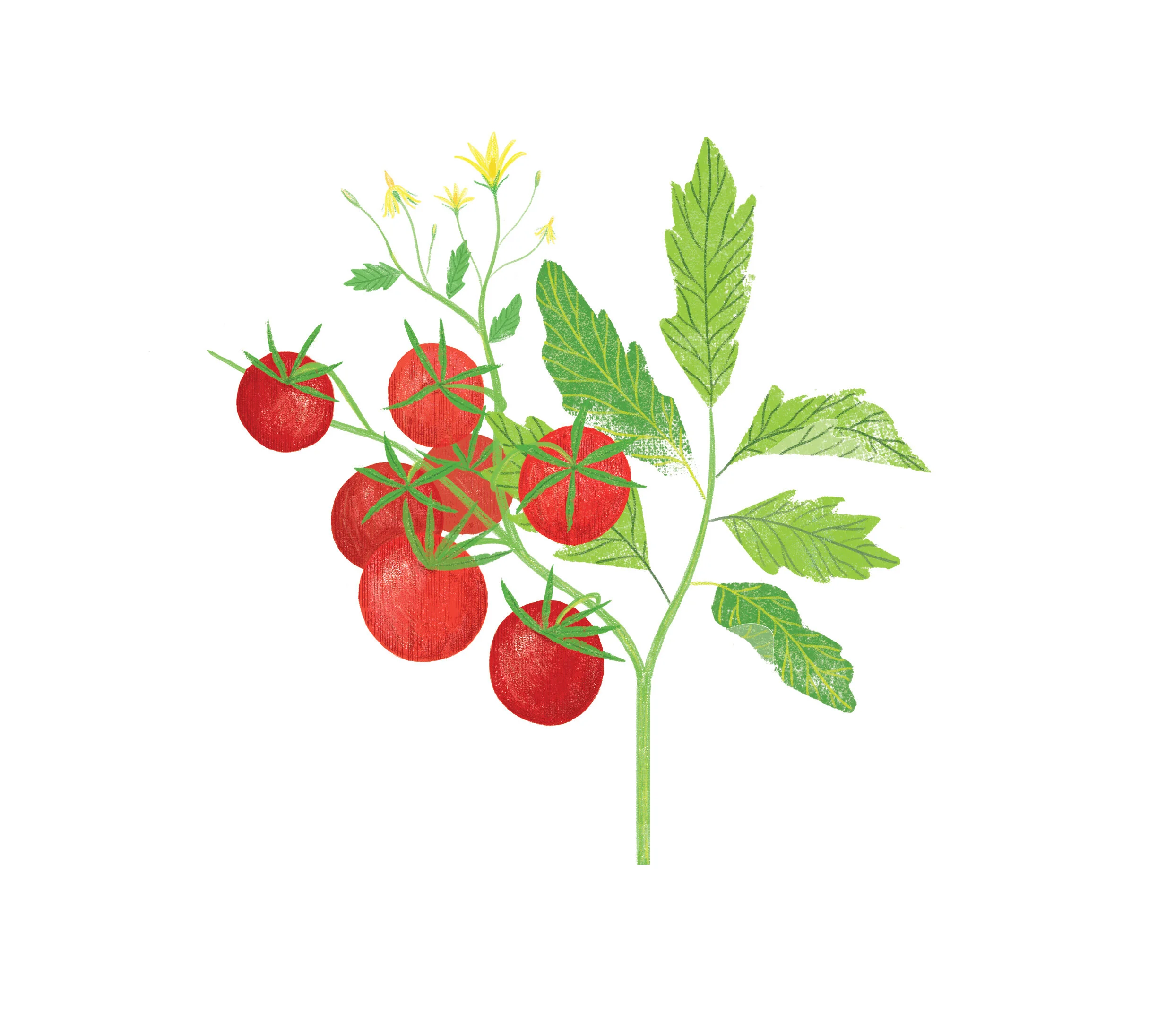 Tomatoes