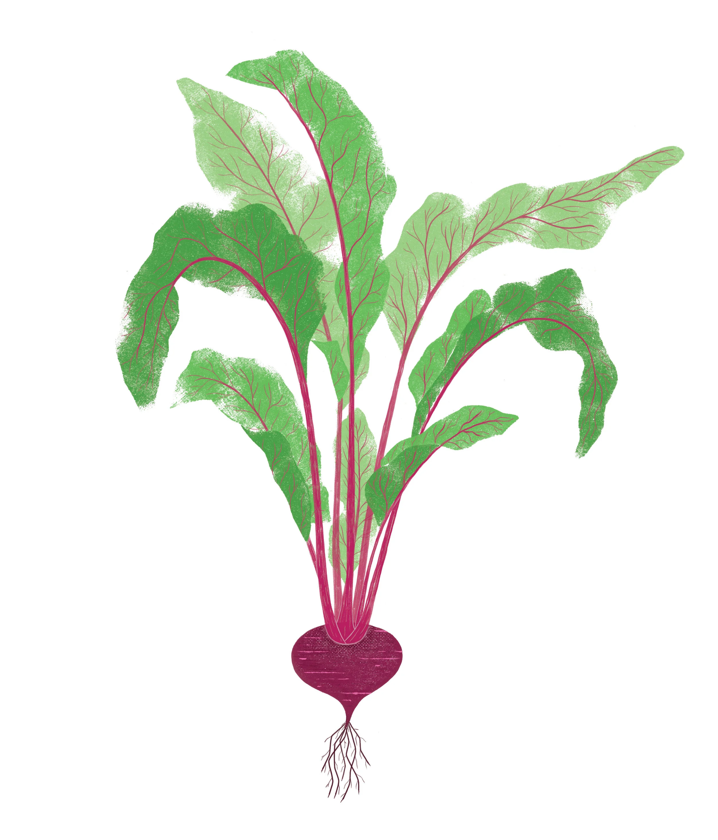 Beetroot