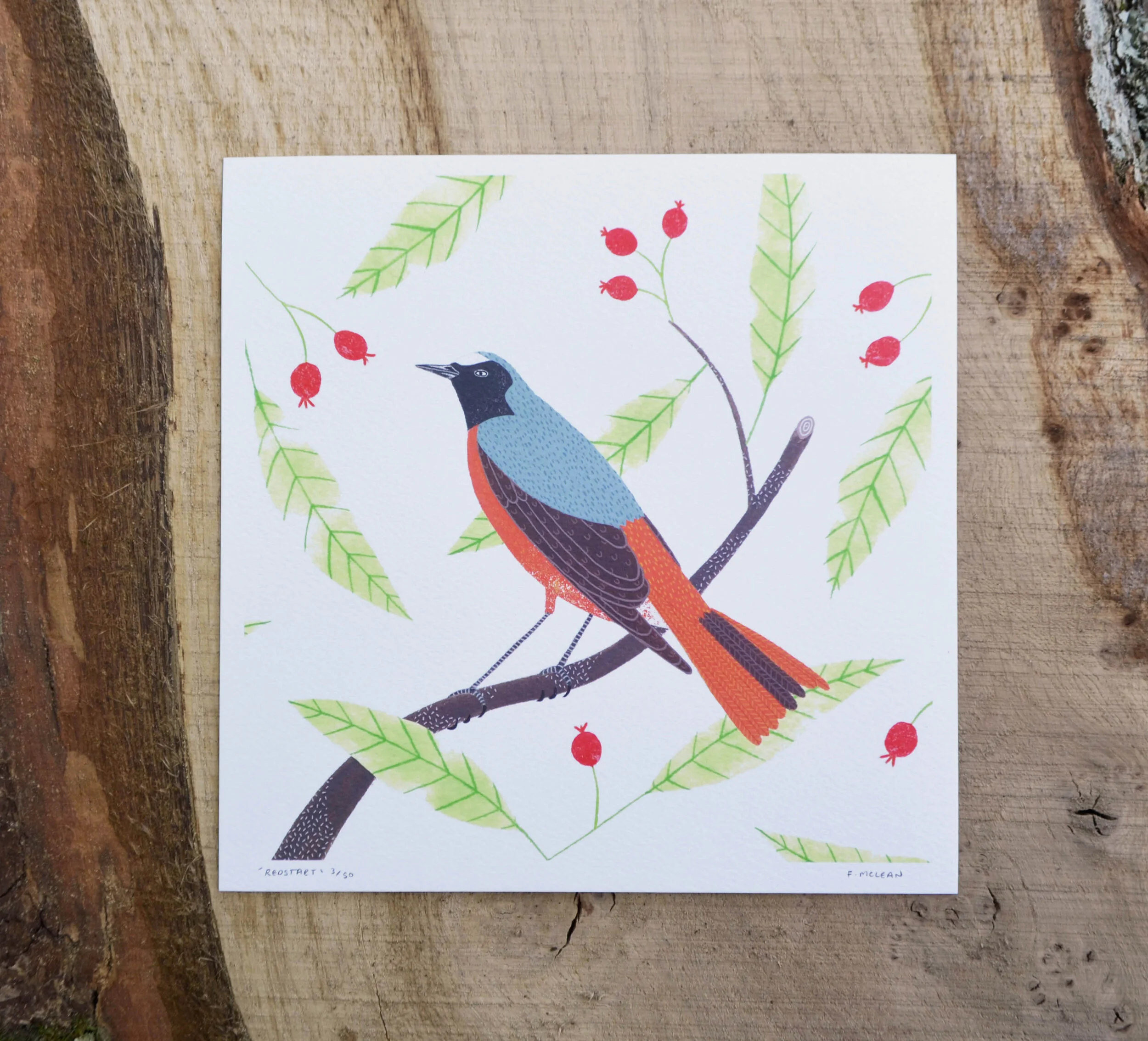 Redstart print1.jpg
