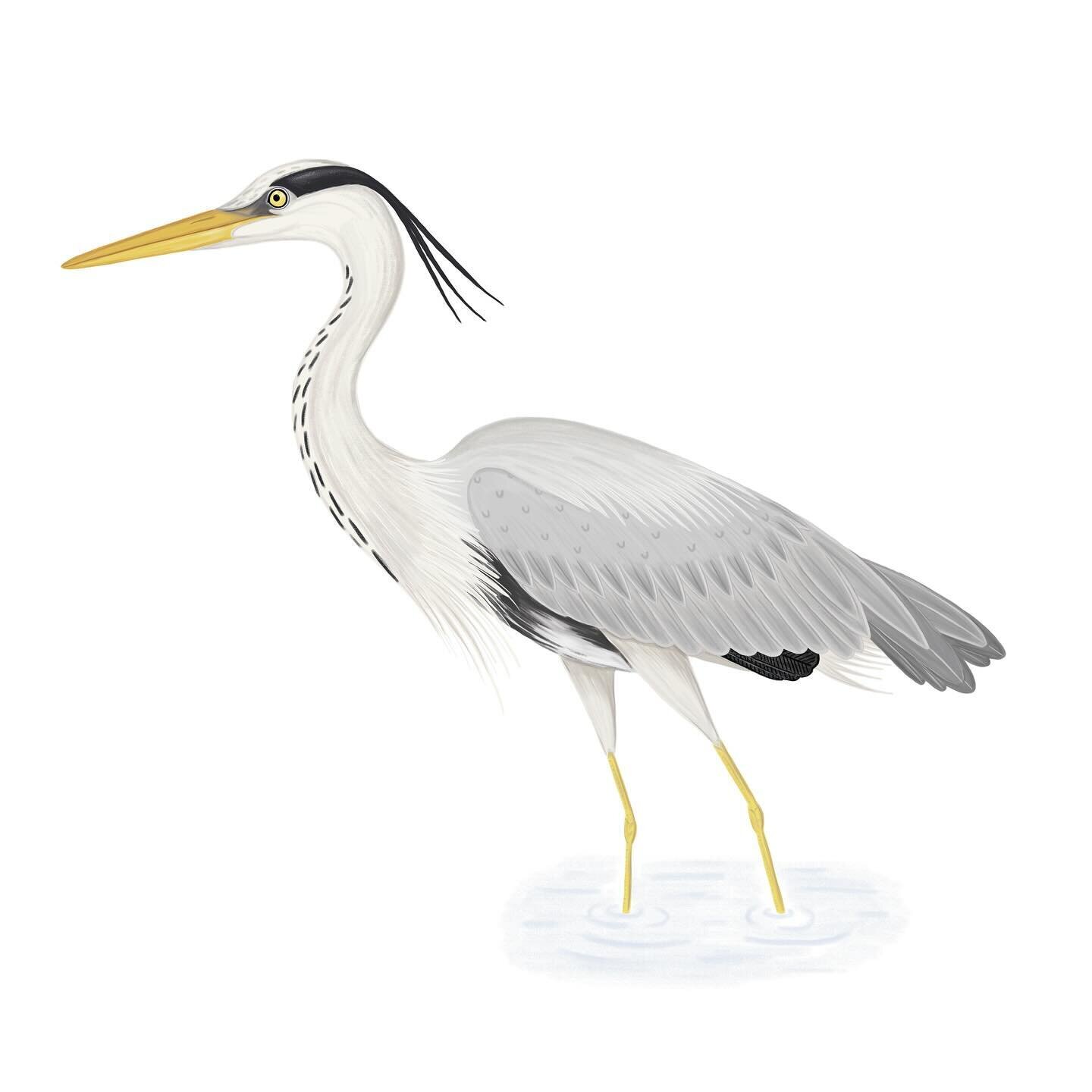 Digital Heron illustration for a recent wildlife project 🌿
I love the contrast of their bright yellow eyes and beaks against their grey, black and white markings. Beautiful majestic birds, really enjoyed illustrating this one! 🩶

#heron #greyheron 