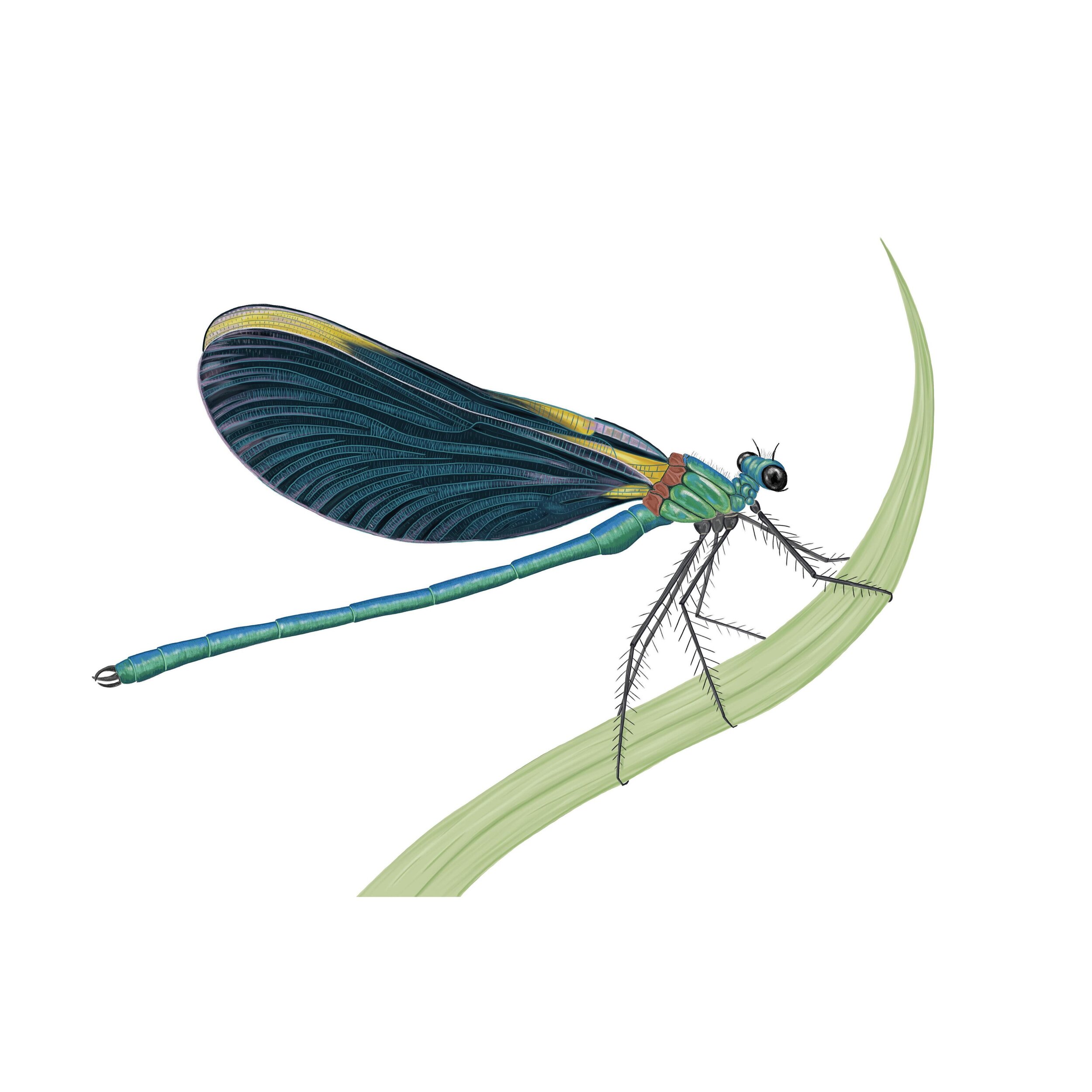 Have you ever seen a Beautiful Demoiselle? They are often confused as being dragonflies but they are actually a type of large damselfly 🌿 they live on rivers in the west of the UK, so we are lucky enough to have them here in Wiltshire! 

The males h