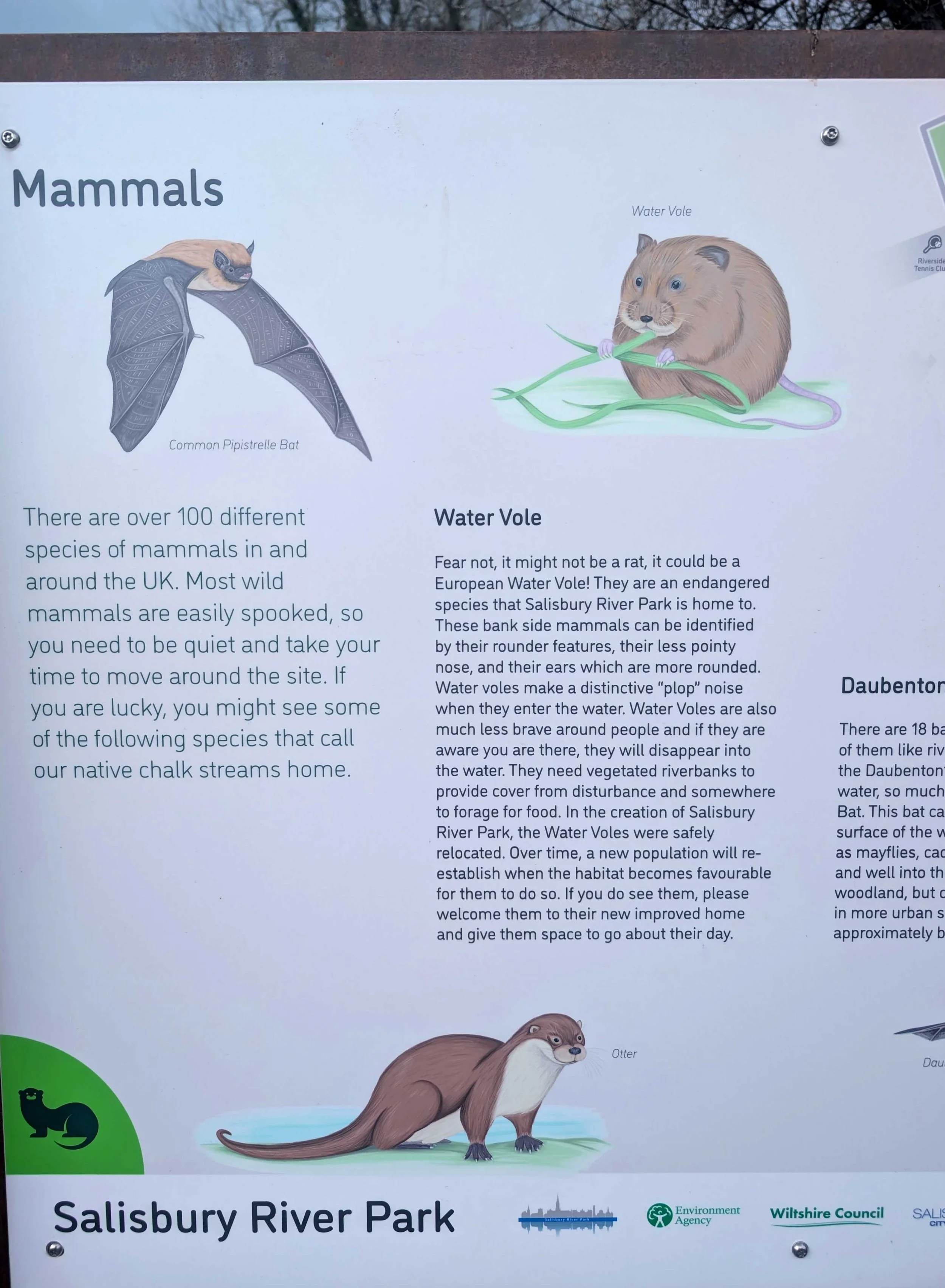 mammals board close up.jpg
