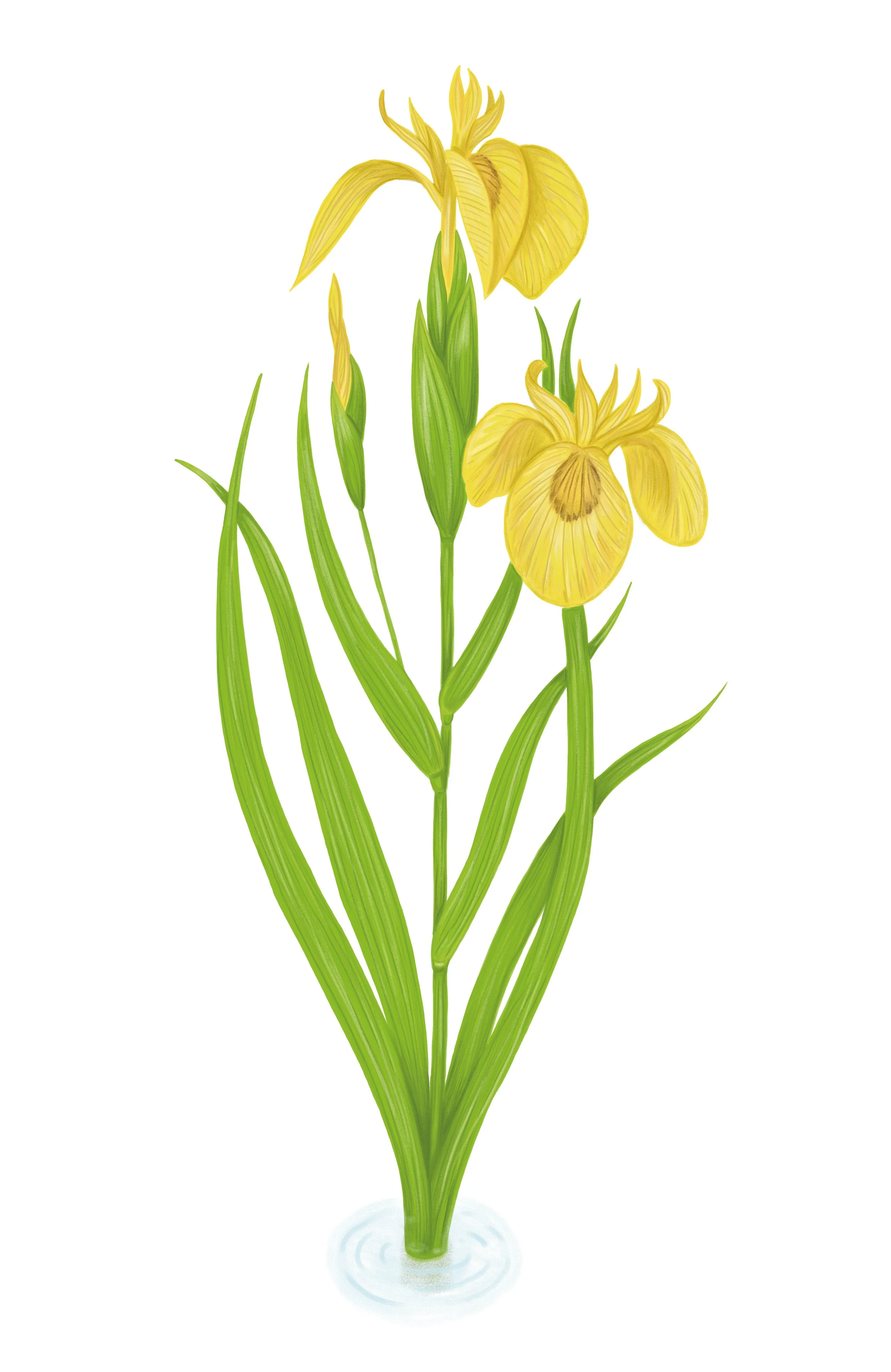 yellow flag iris illustration website.jpg