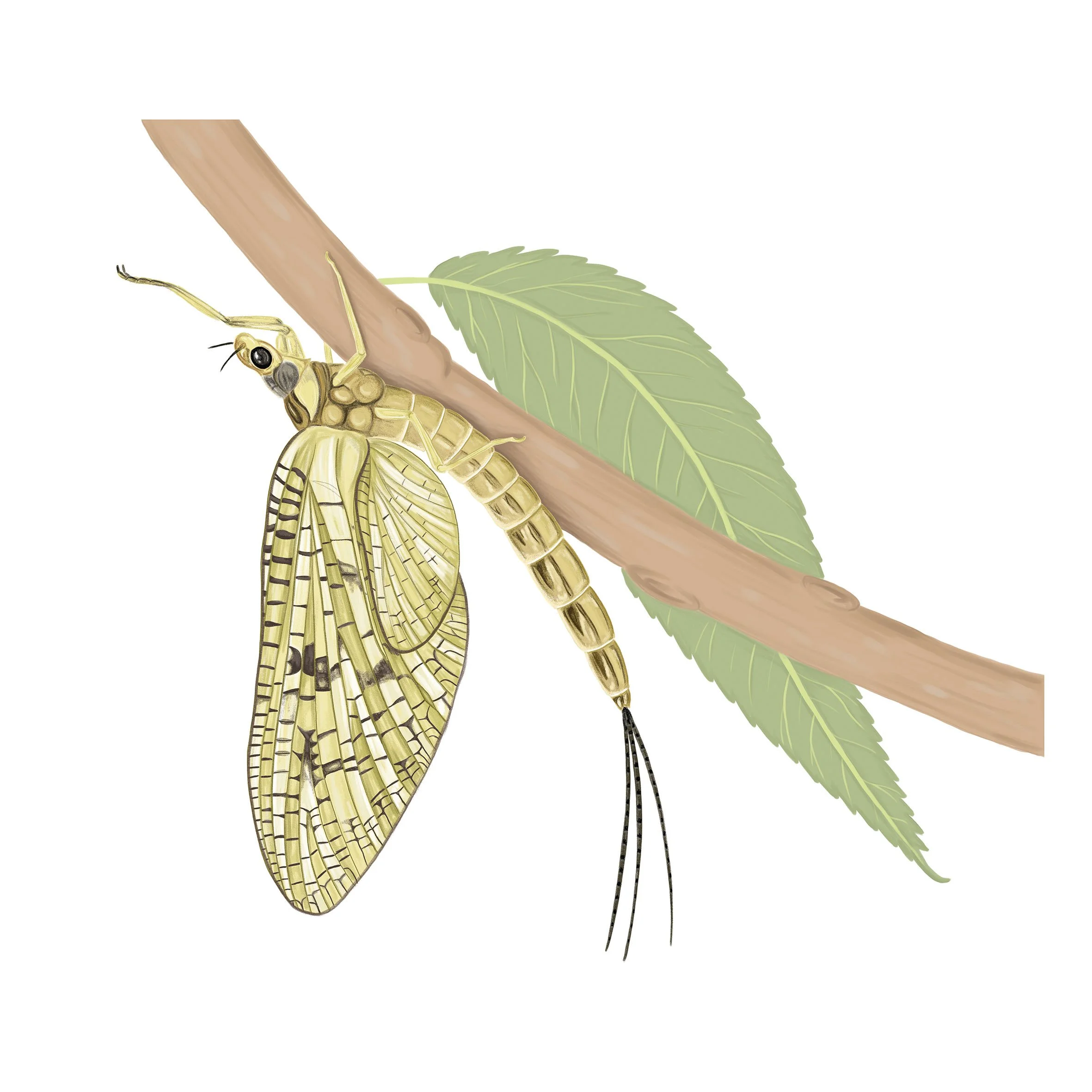 Green Drake Mayfly