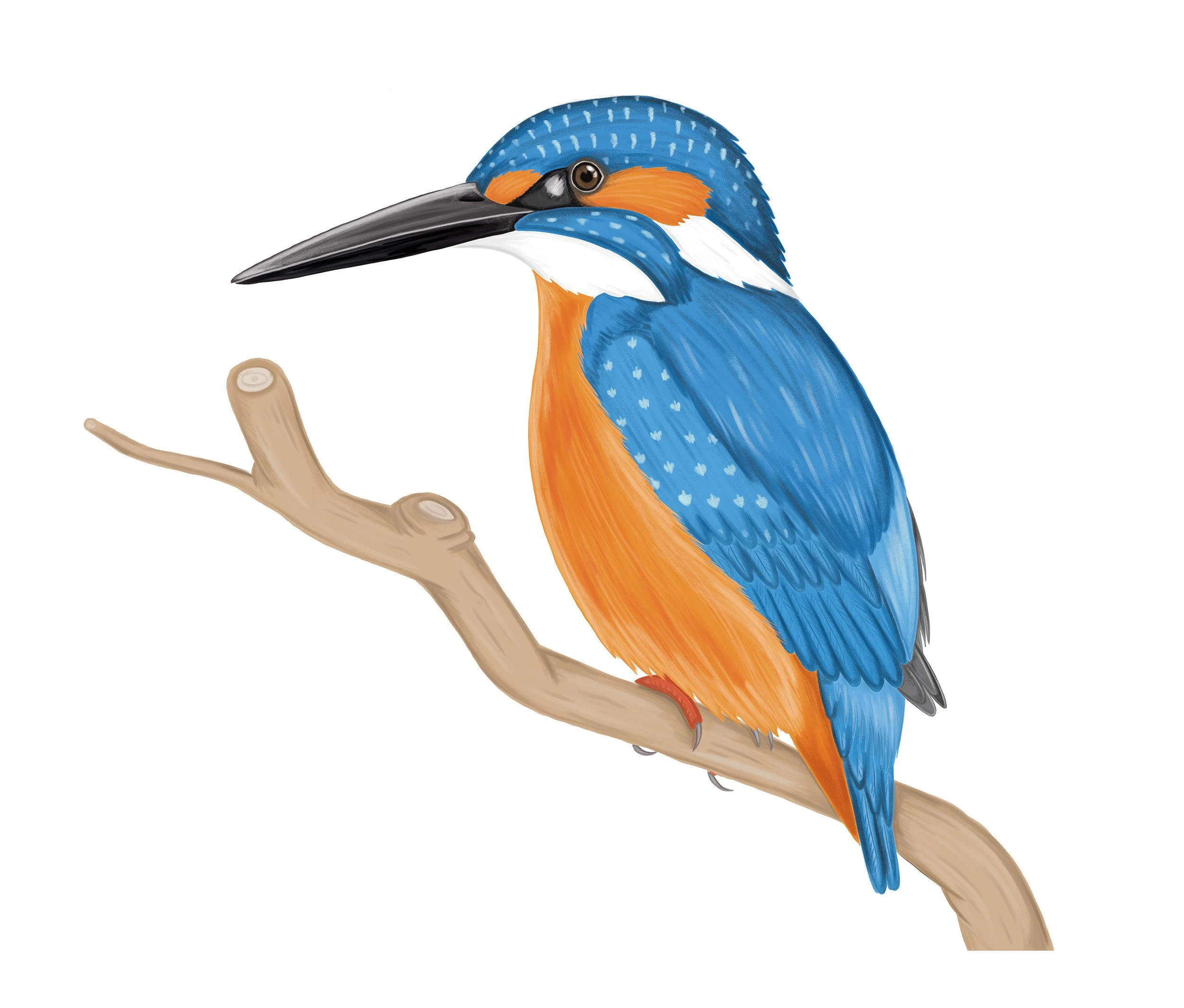 Kingfisher