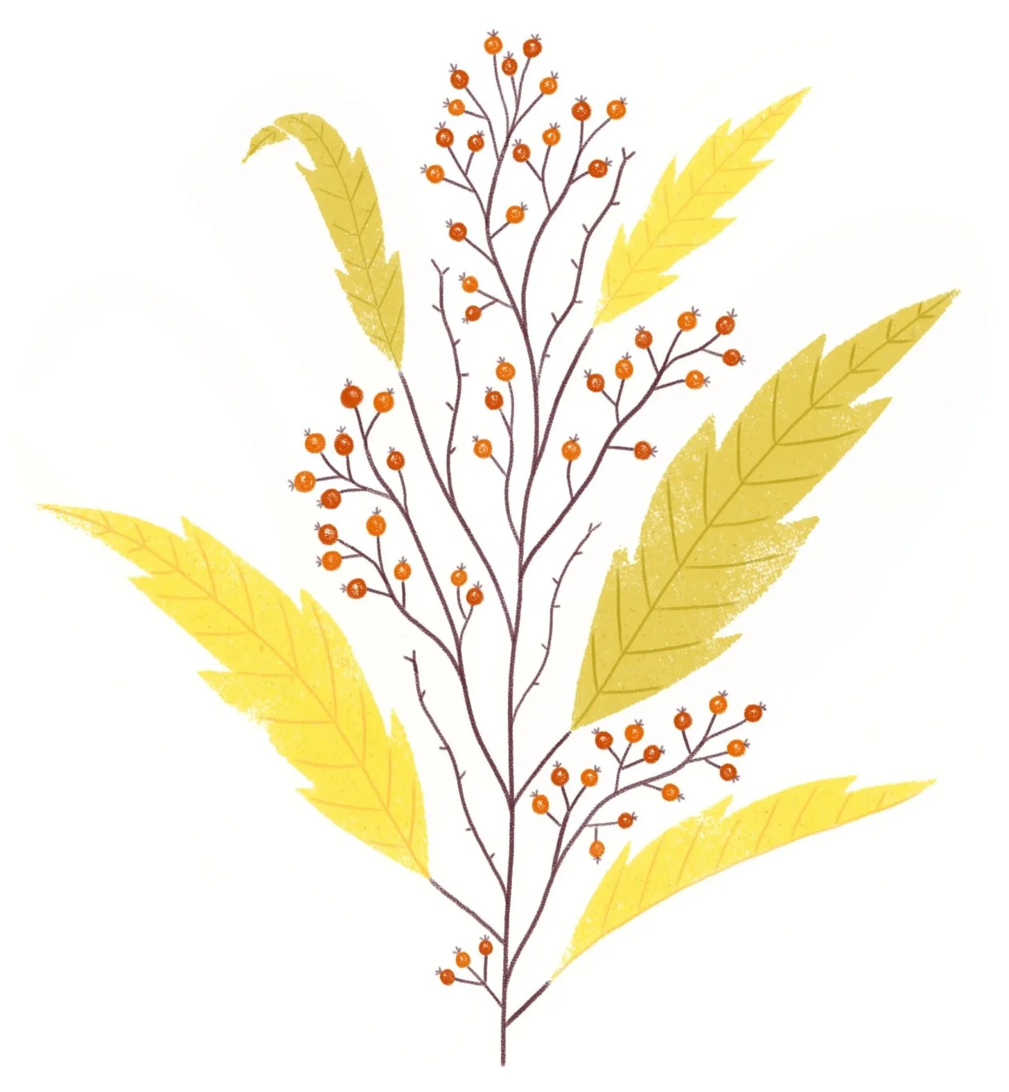 autumn berries.jpg