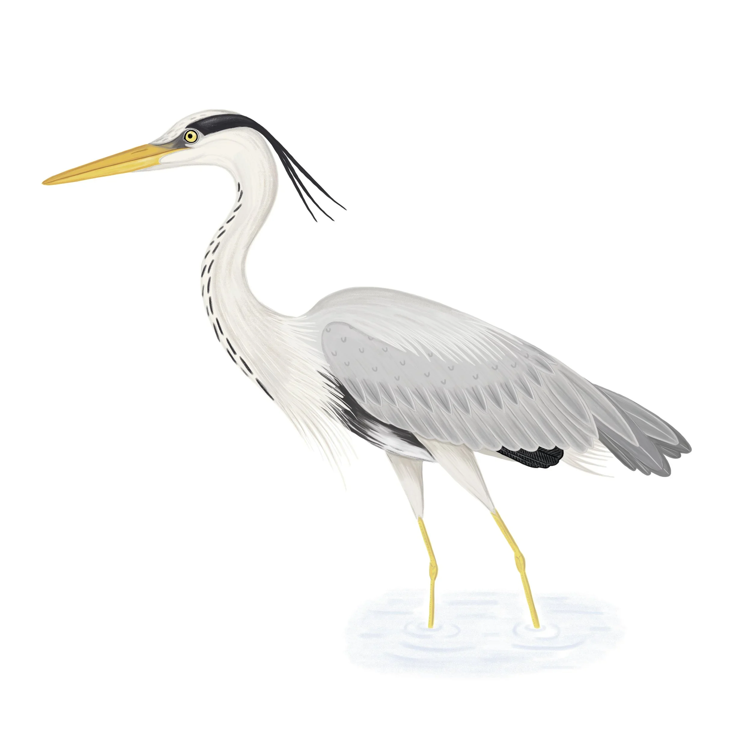 Heron+instagram.jpg.webp