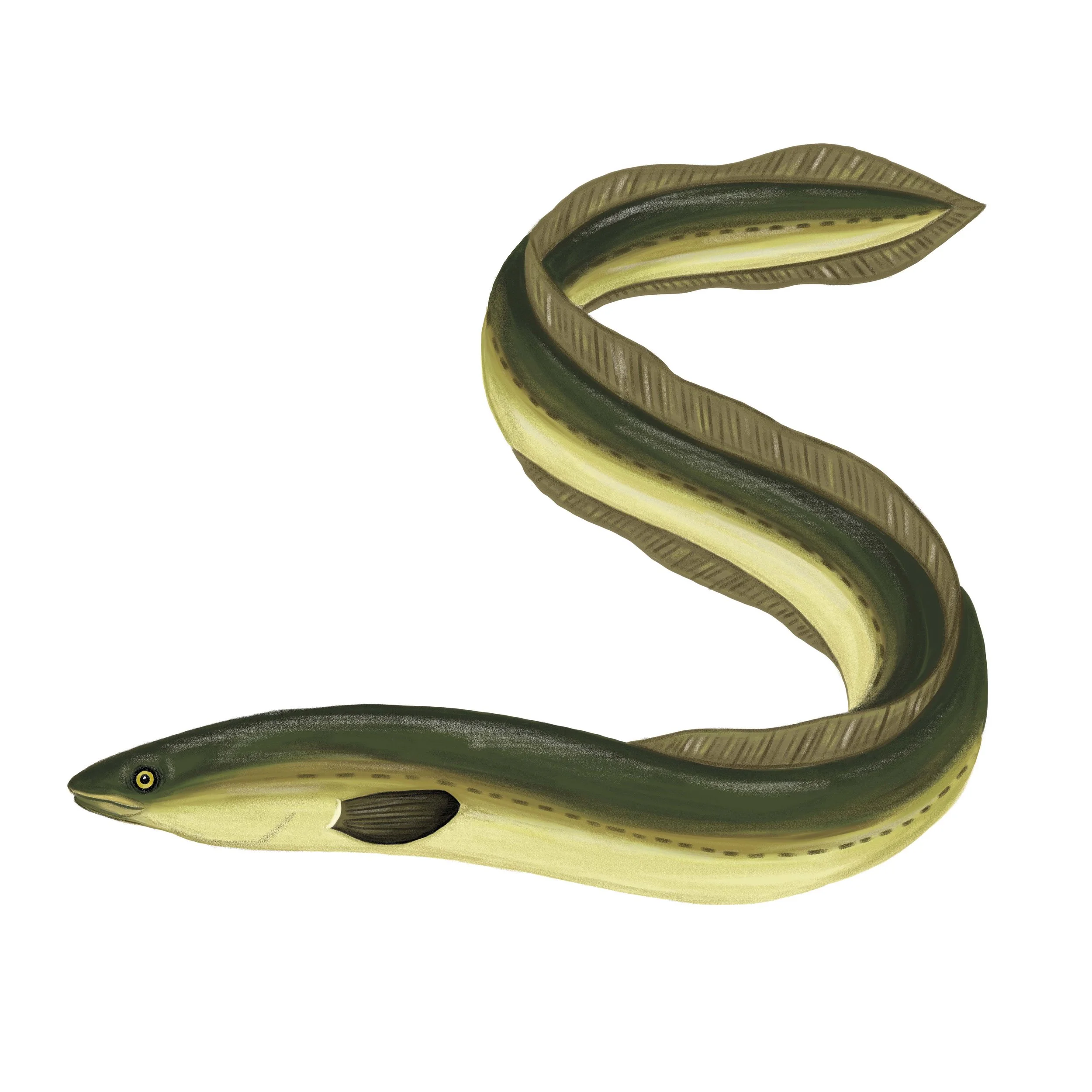 Eel