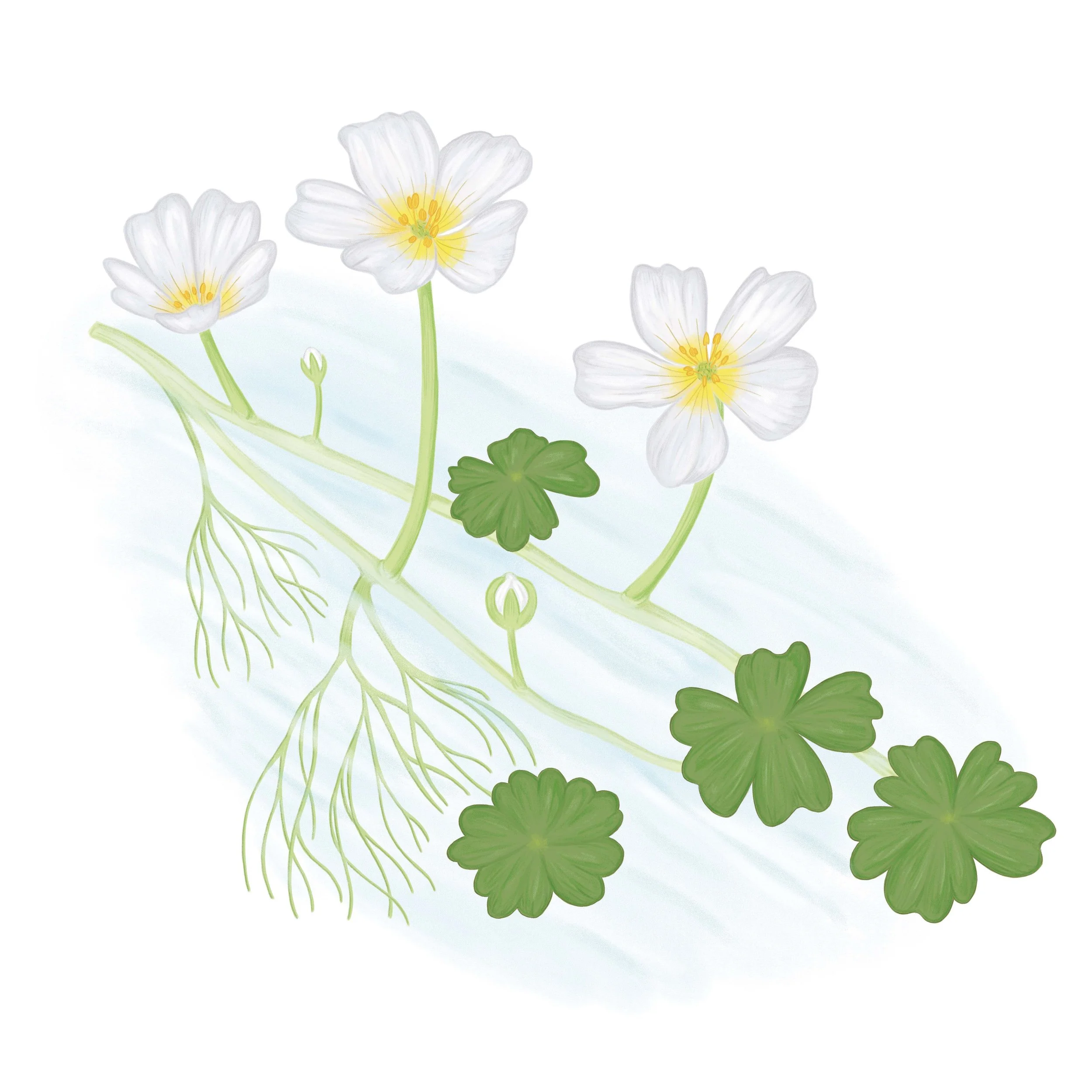 Water Crowfoot