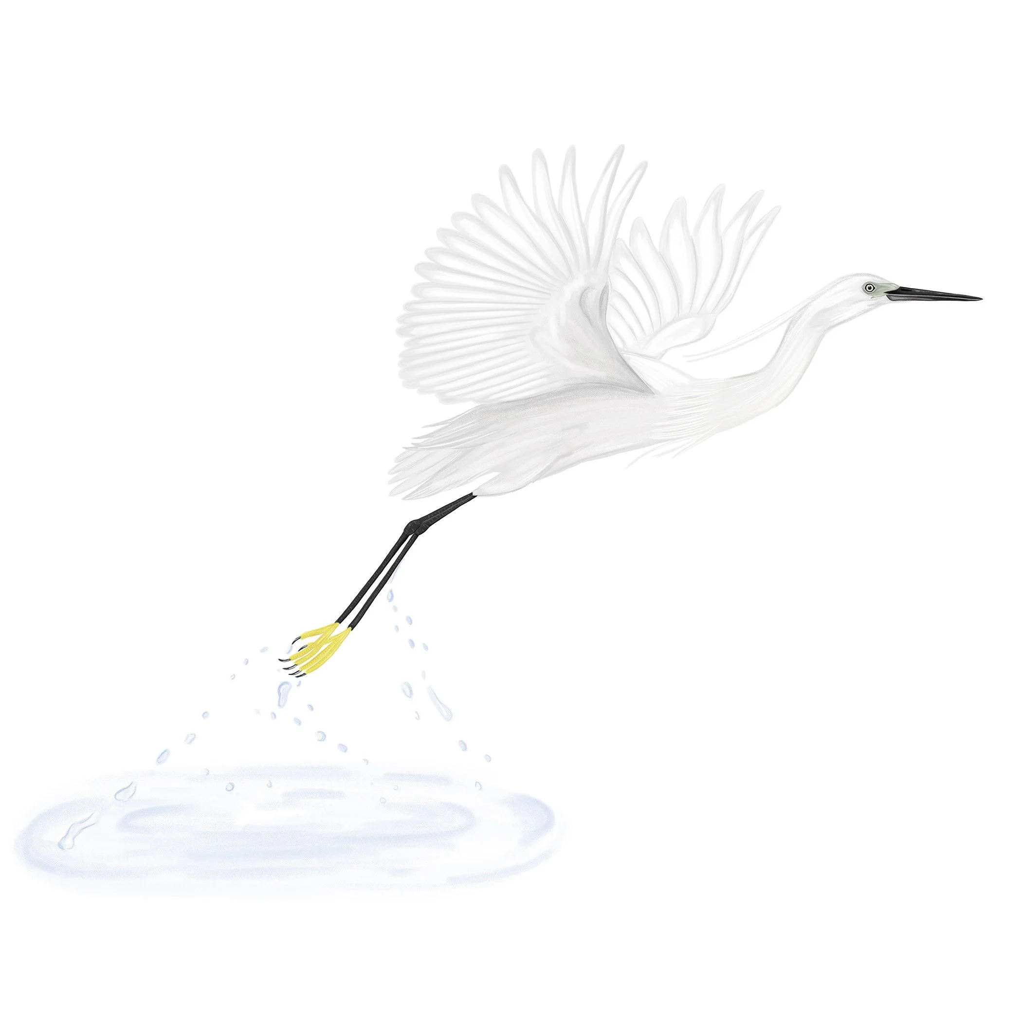 Little Egret