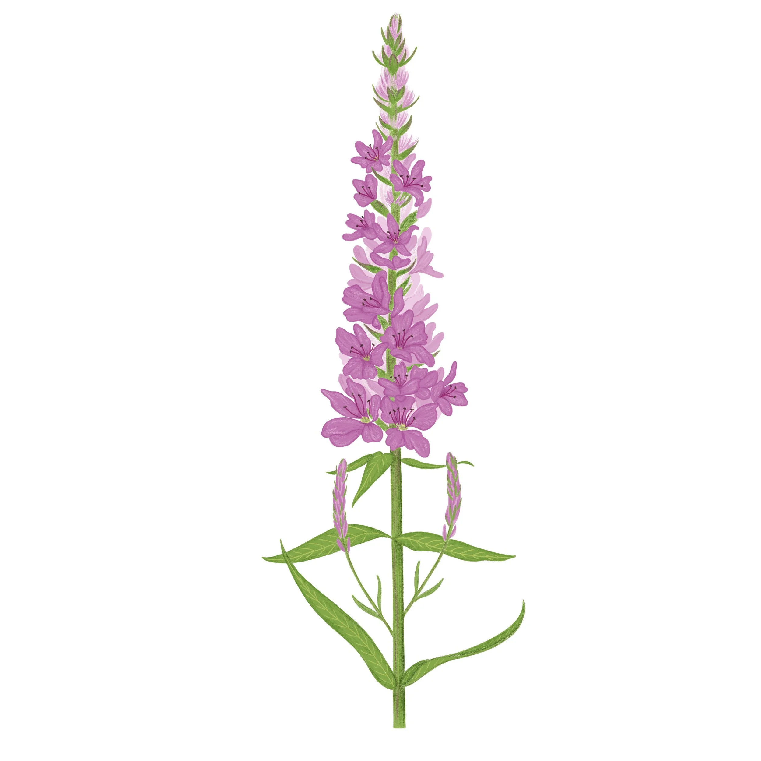 Purple Loostrife