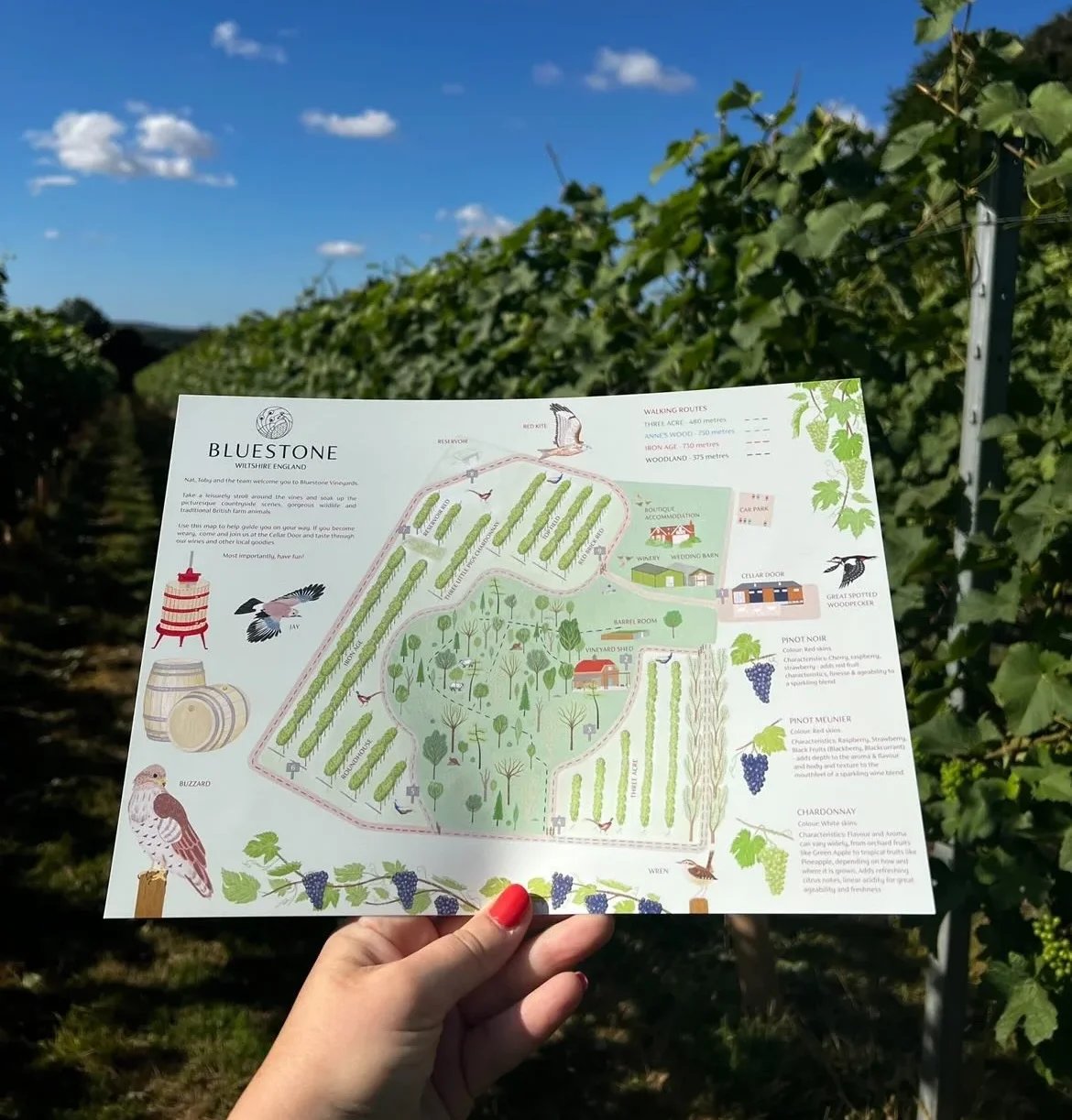 Bluestone Vineyards Map guide