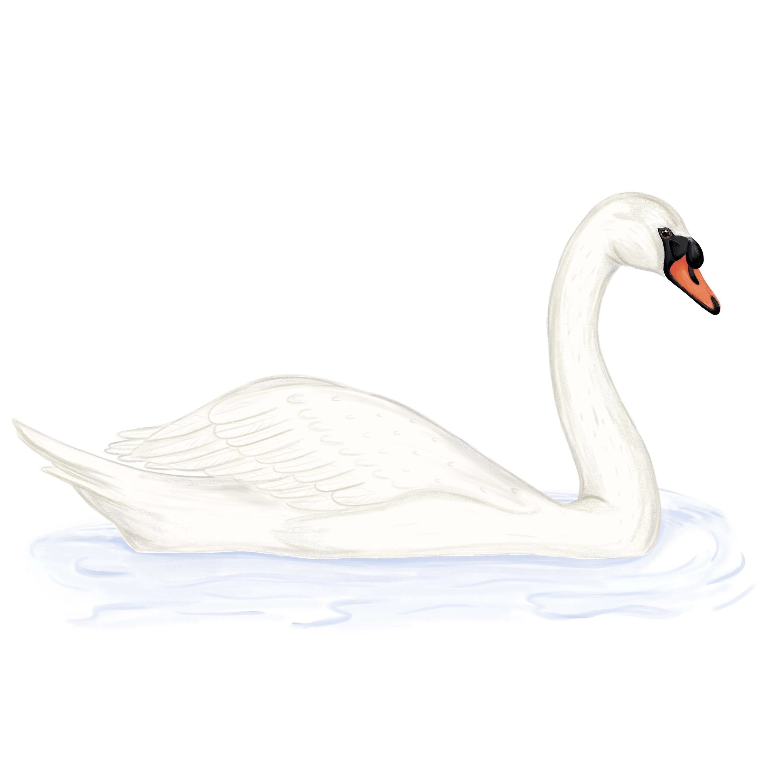 Mute Swan